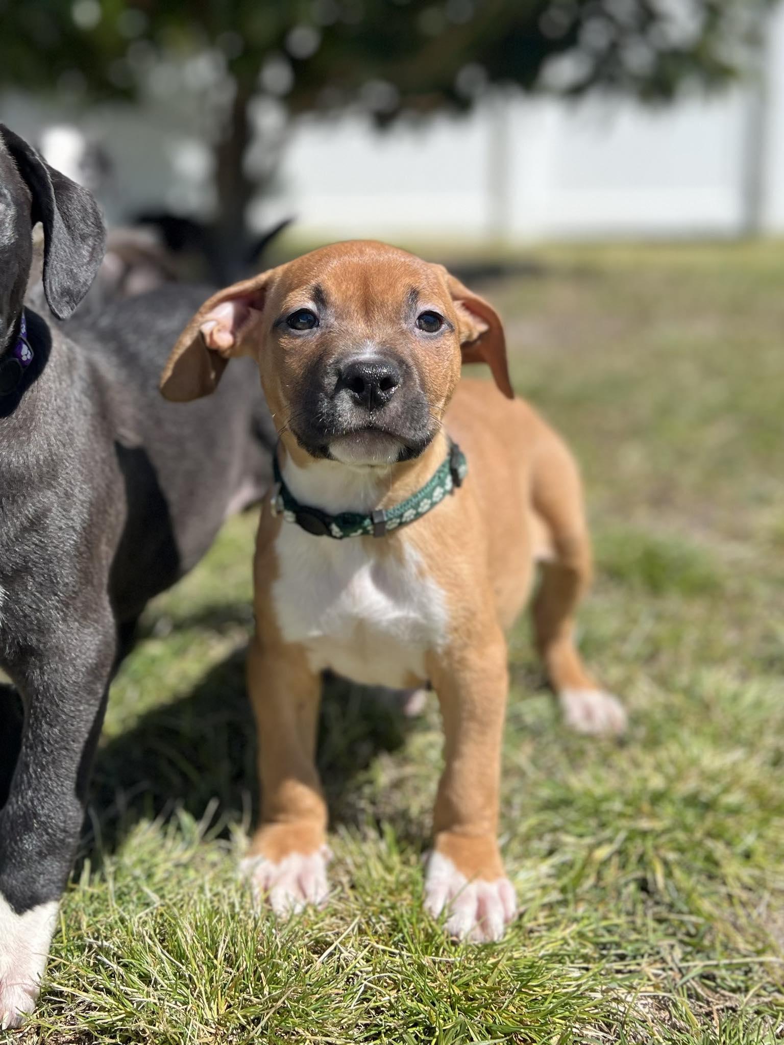 Enlarge Amos, a ADOPTABLE mixed breed in Ayden, NC image 3/6