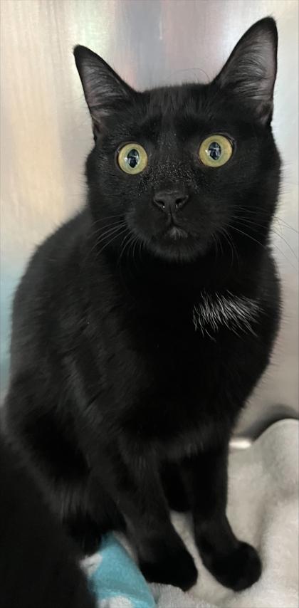 Enlarge Walton, a Adoptable mixed breed in Westland, MI image 1/1