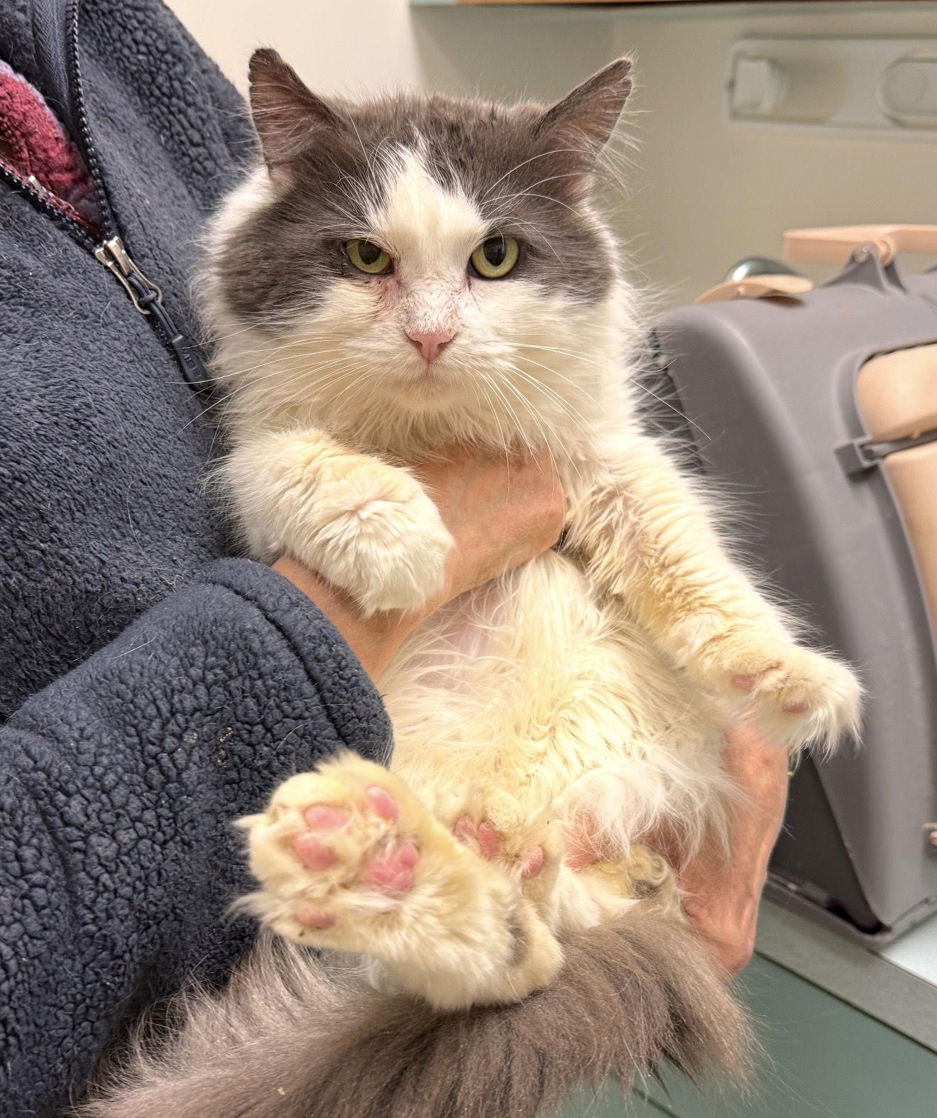 Sinclair, Adopted, Young Male Domestic Medium Hair.