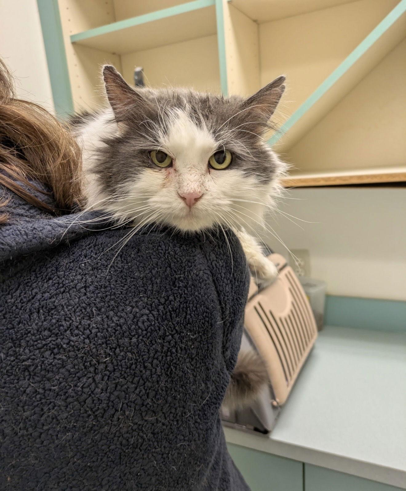 Sinclair, a Adopted Domestic Medium Hair in Walled Lake, MI image 2/3