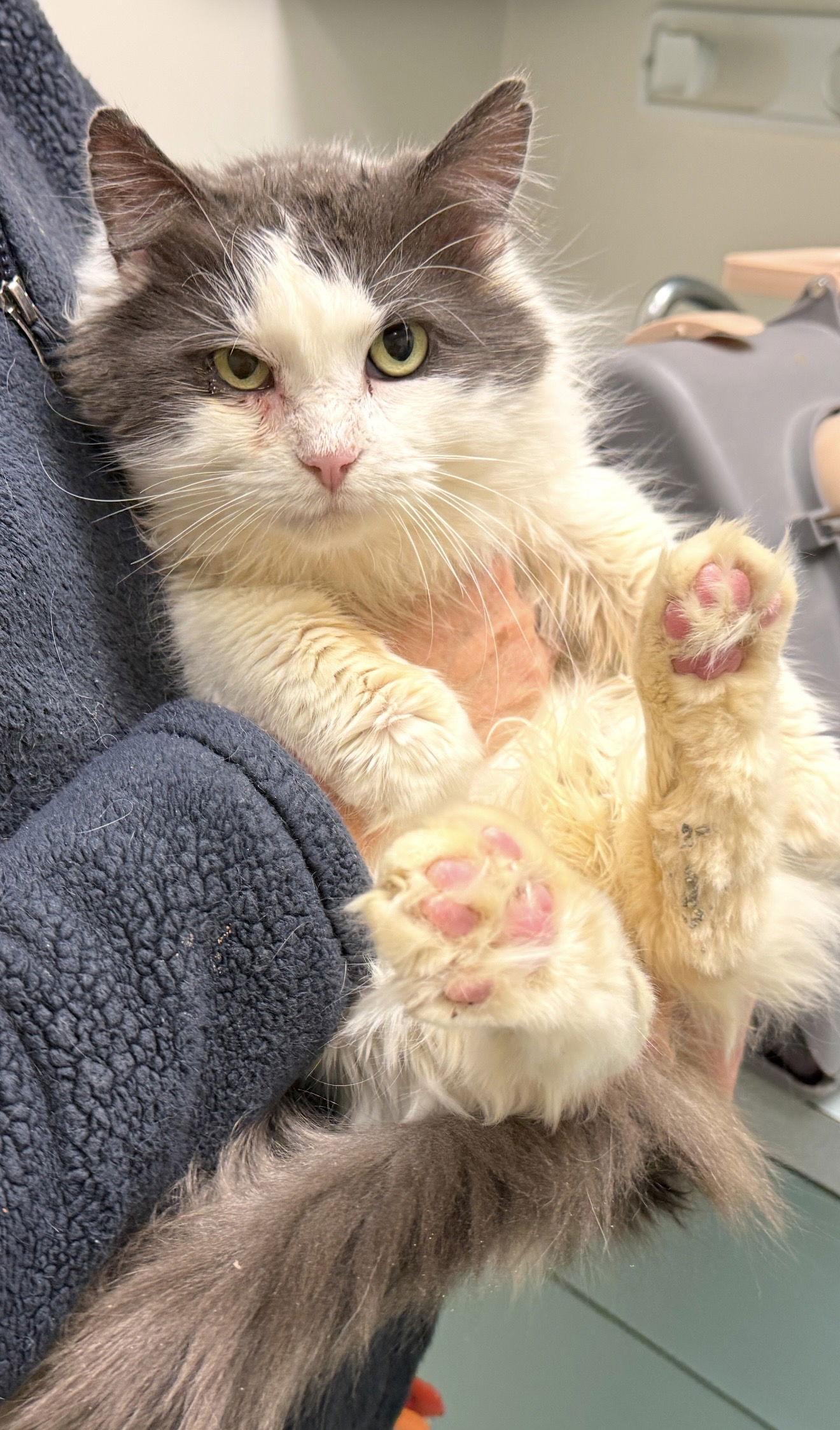 Sinclair, a Adopted Domestic Medium Hair in Walled Lake, MI image 3/3