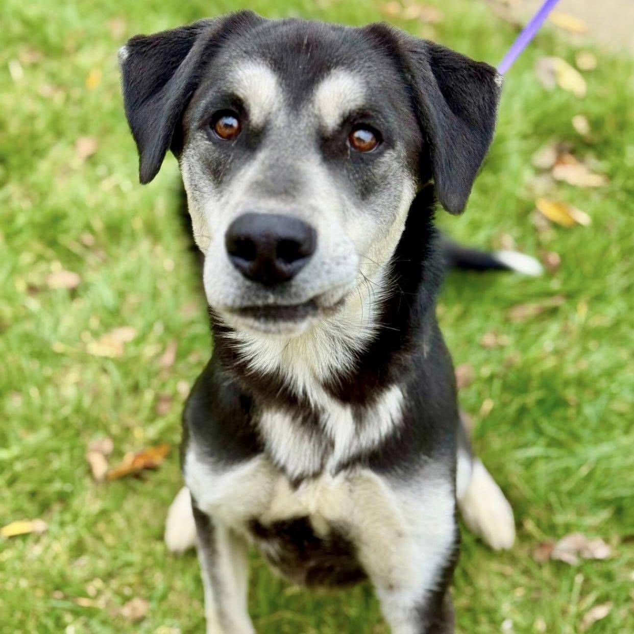 Enlarge Tyson, a Adoptable mixed breed in Battle Creek, MI image 1/1