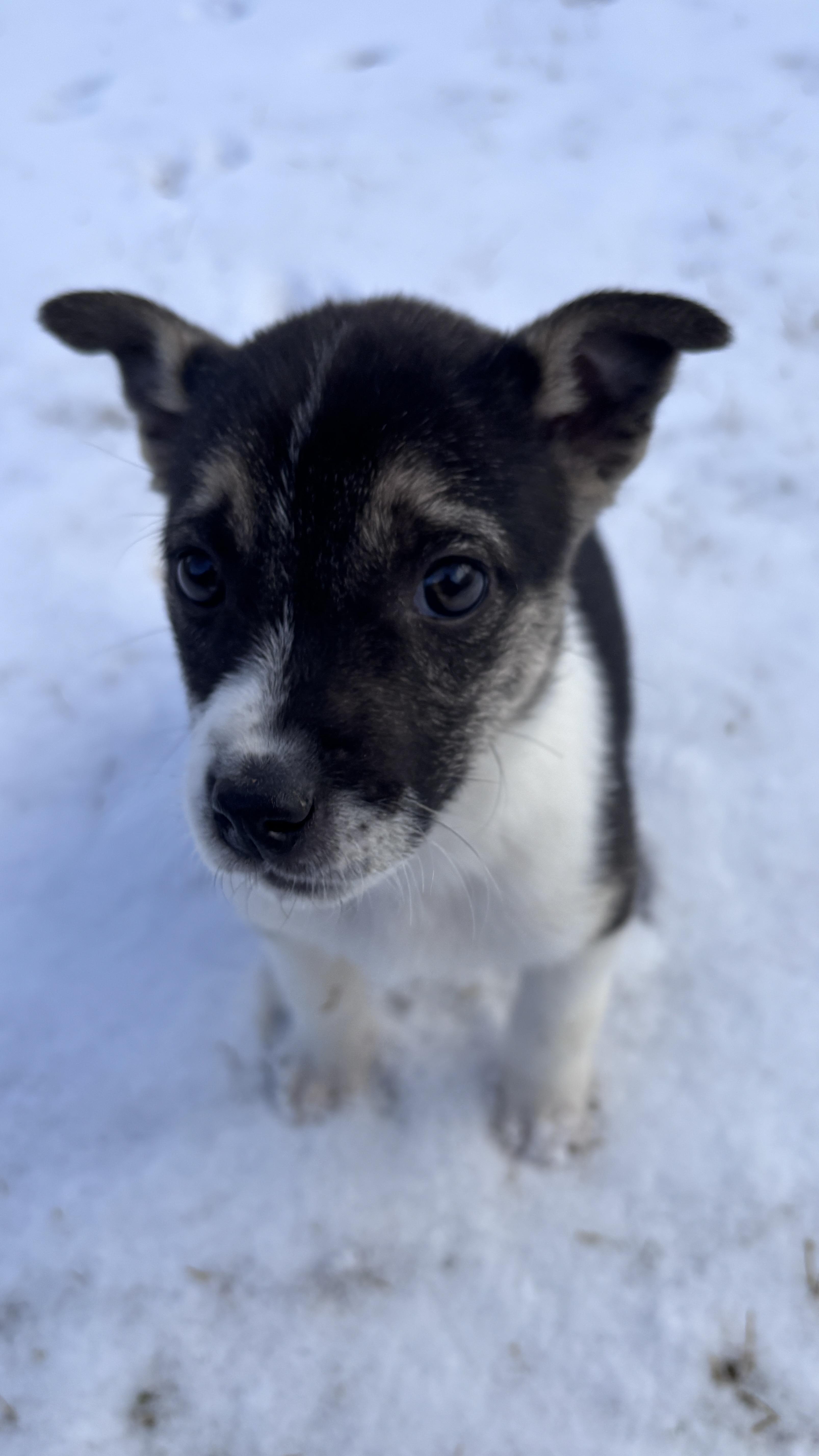 Enlarge Mouse, an adopted mixed breed in Jackson, WY image 1/1