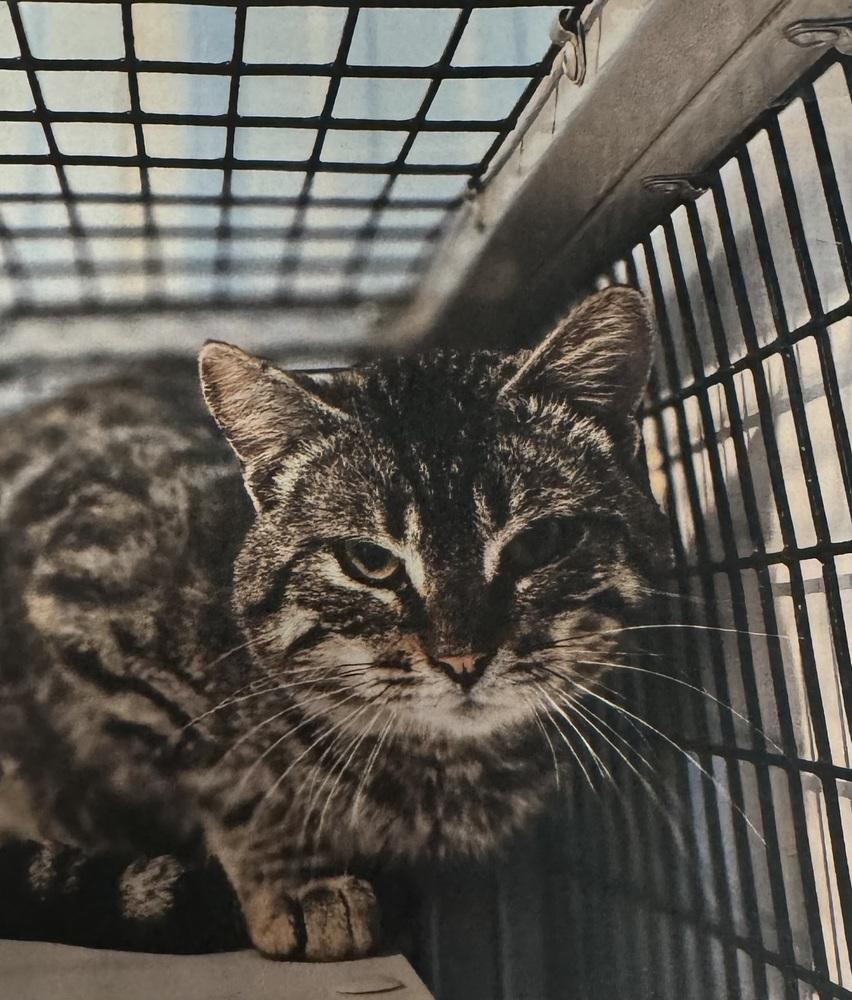 Parolee, Adoptable, Adult Male Domestic Short Hair.