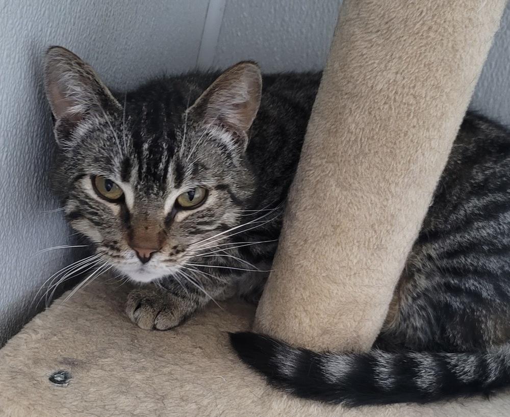 Parolee, a Adoptable Domestic Short Hair in Fort Madison, IA image 2/2