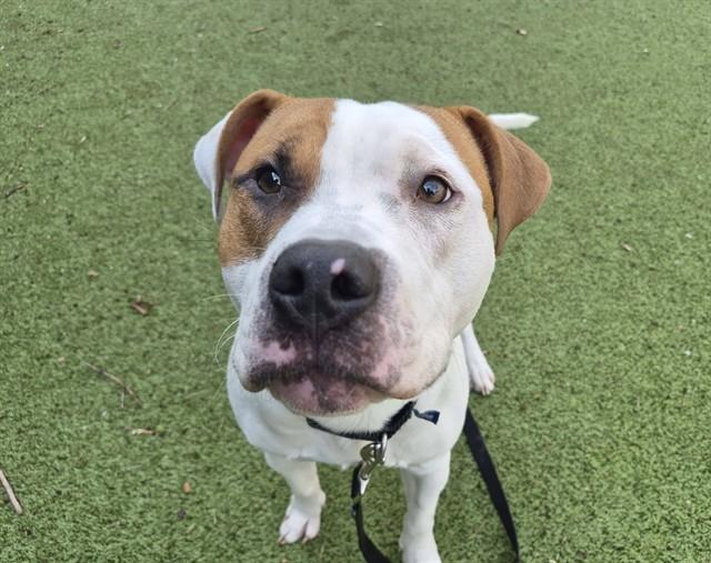 TITAN, Adoptable, Young Male Boxer & Mixed Breed.