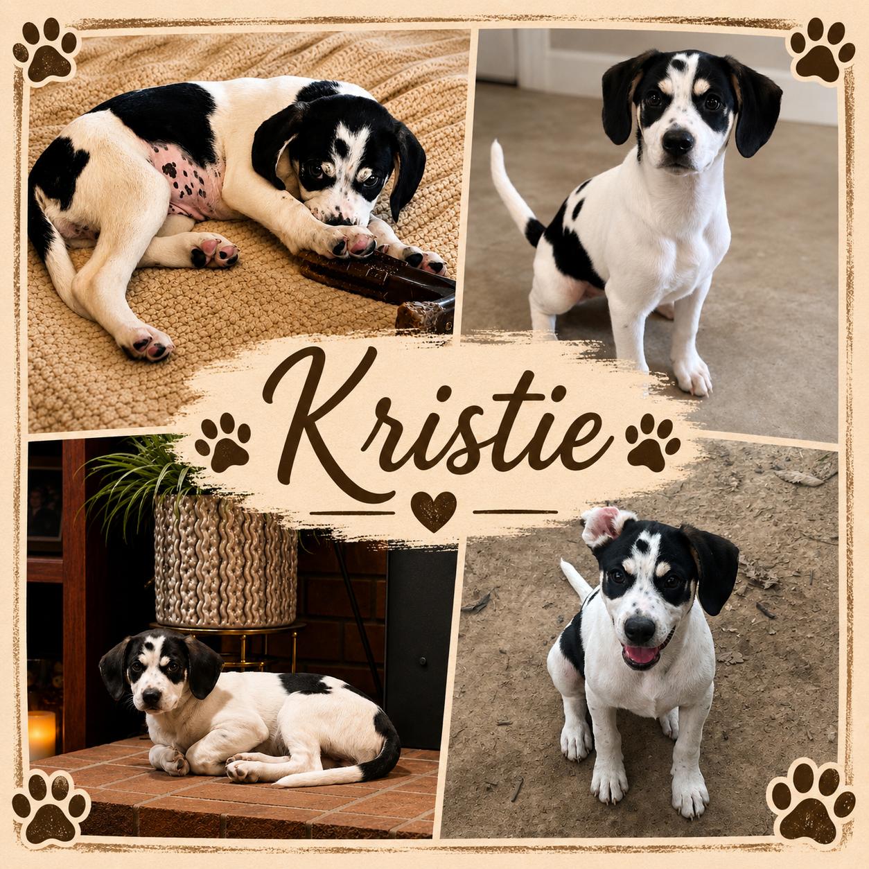 Kristie, ADOPTABLE, Puppy Female Pointer & Beagle.