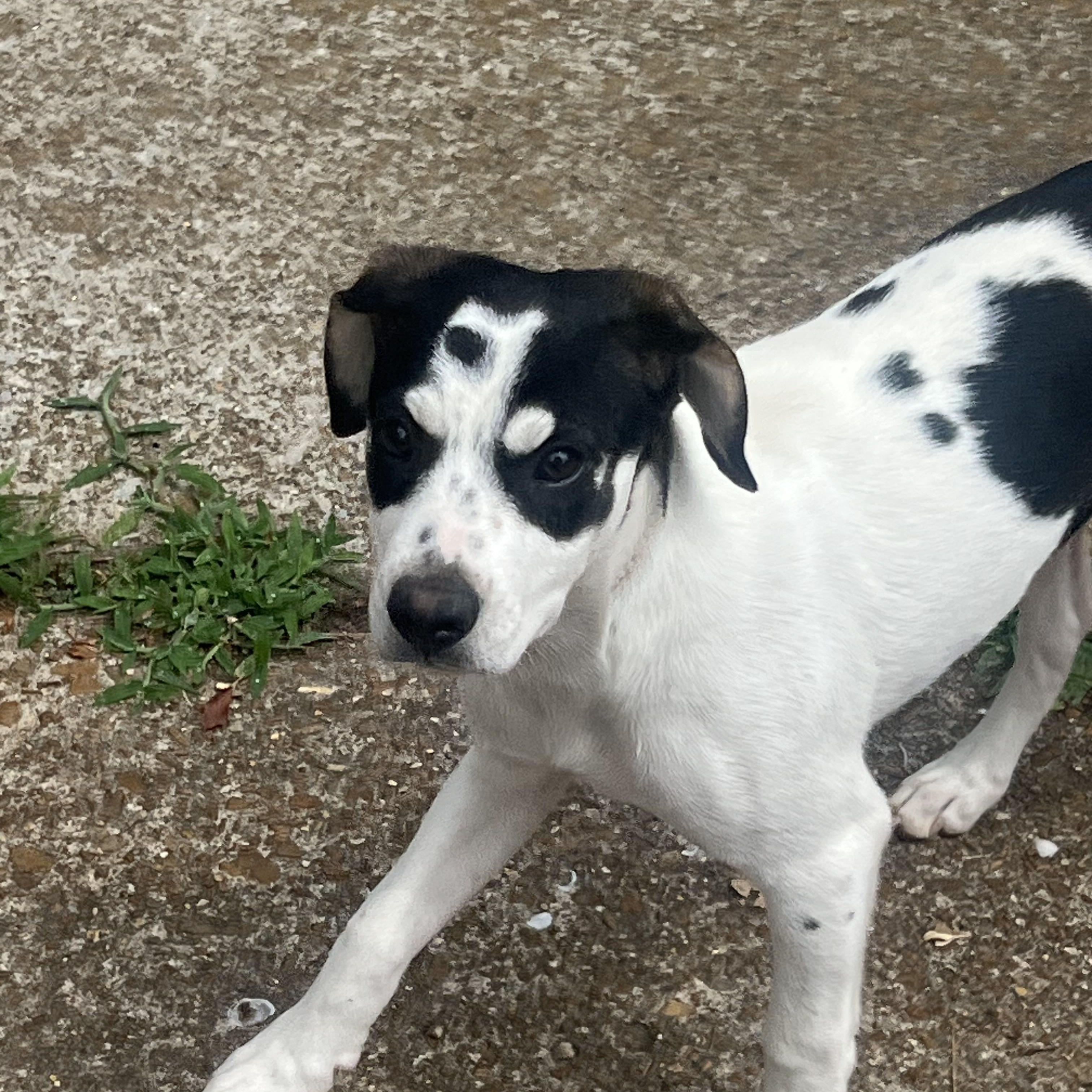 Enlarge Kristie, a ADOPTABLE mixed breed in Jackson, TN image 3/5