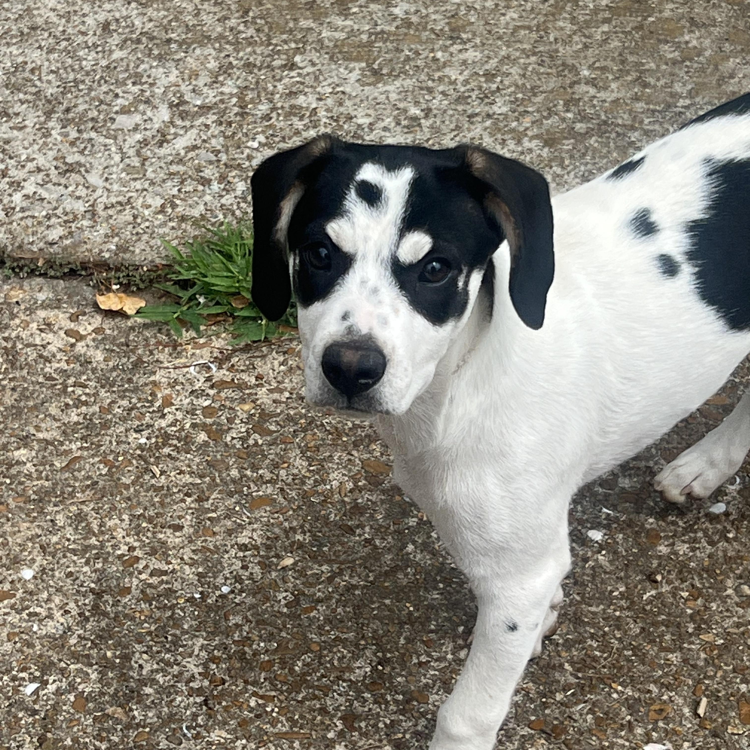 Enlarge Kristie, a ADOPTABLE mixed breed in Jackson, TN image 5/5