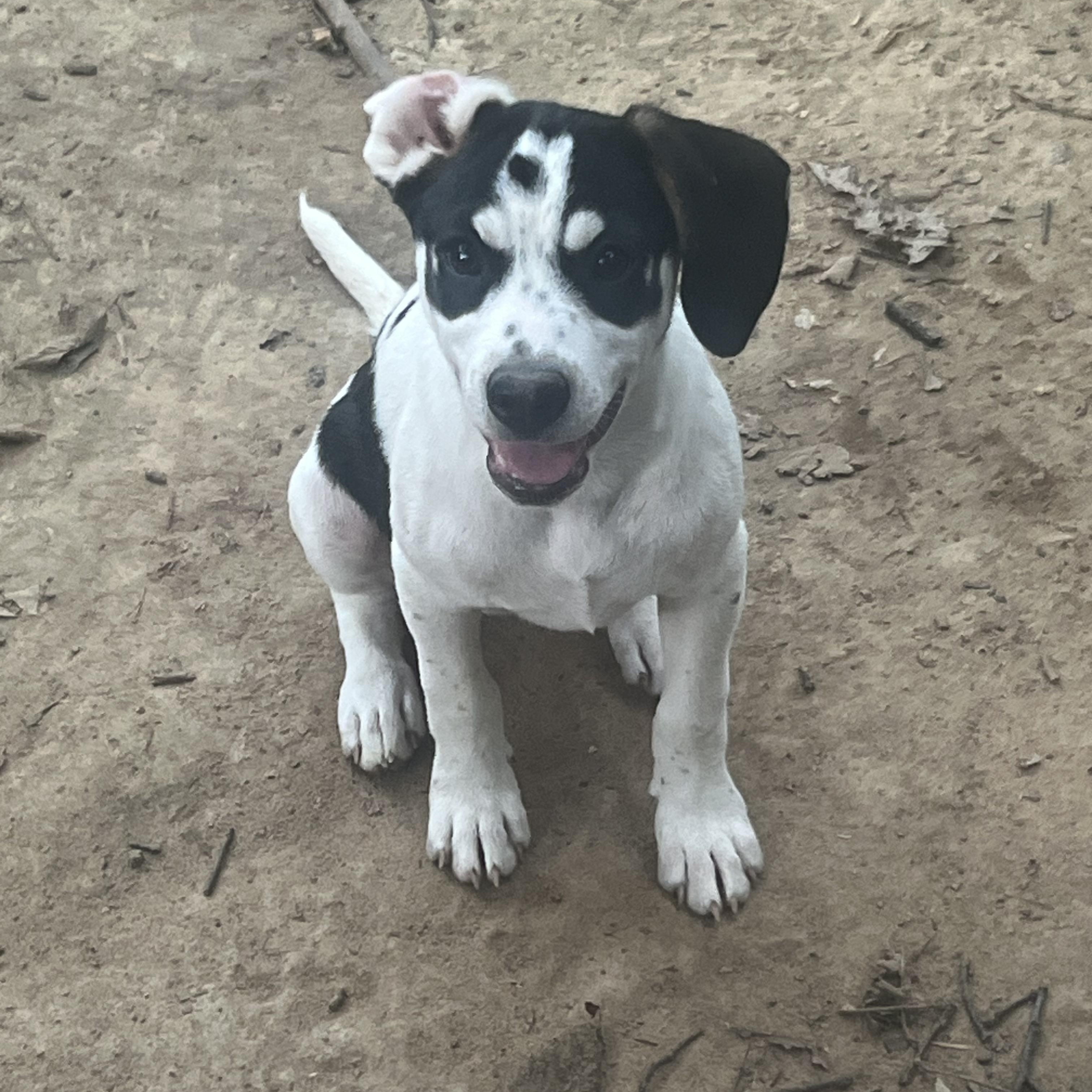 Enlarge Kristie, a ADOPTABLE mixed breed in Jackson, TN image 4/5