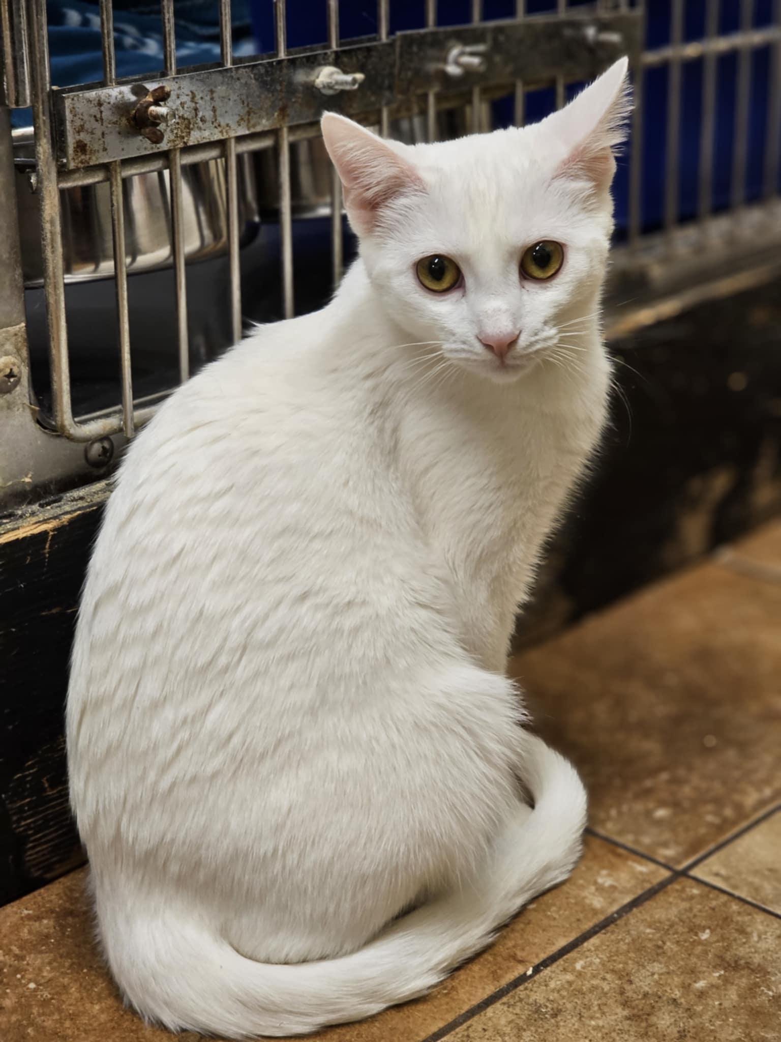 Enlarge ELEKTRA, a Adoptable mixed breed in HEMET, CA image 2/6