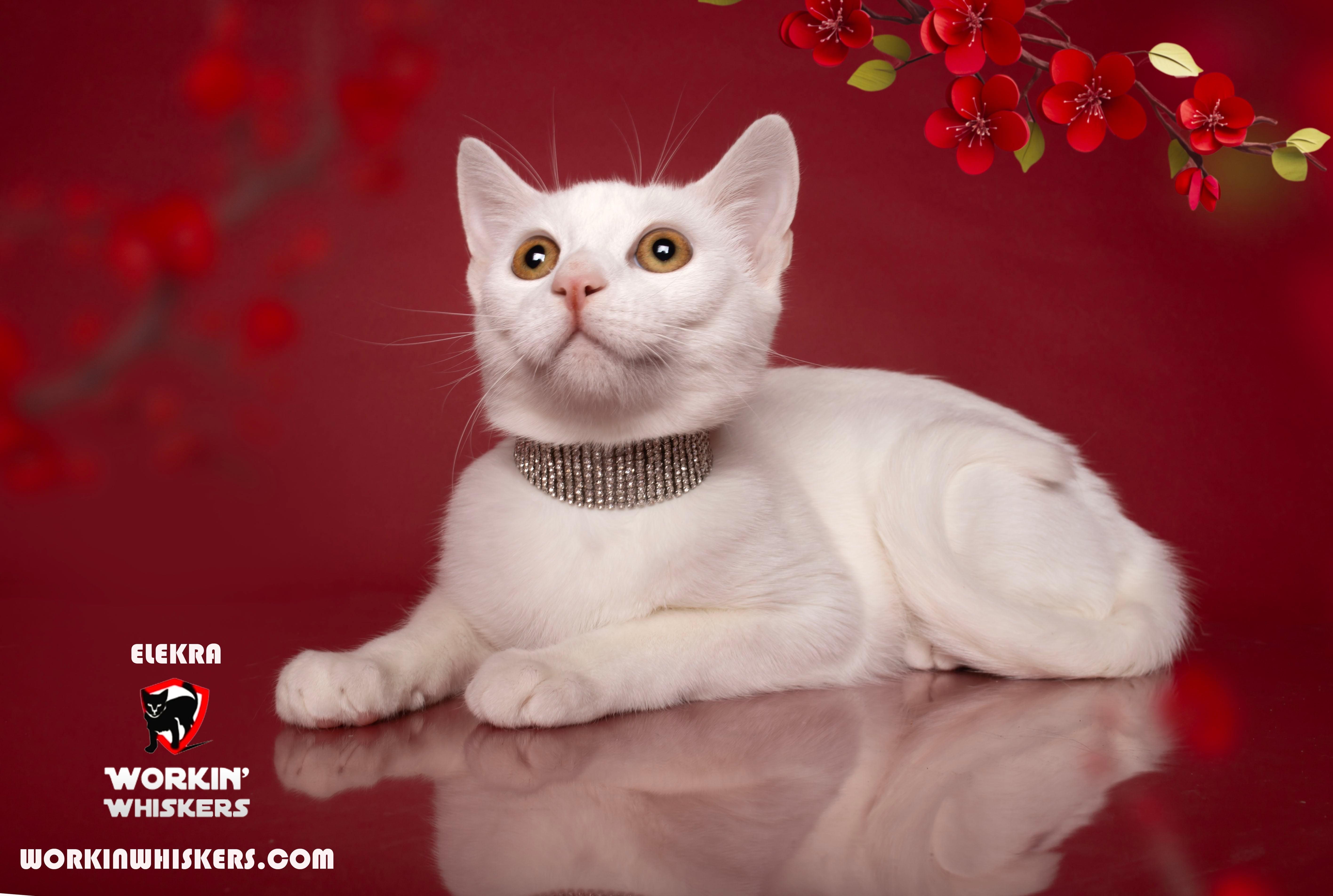 Enlarge ELEKTRA, a Adoptable mixed breed in HEMET, CA image 5/6