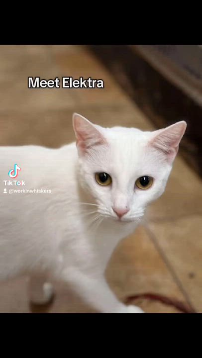 Enlarge ELEKTRA, a Adoptable mixed breed in West Covina, CA video 6/6