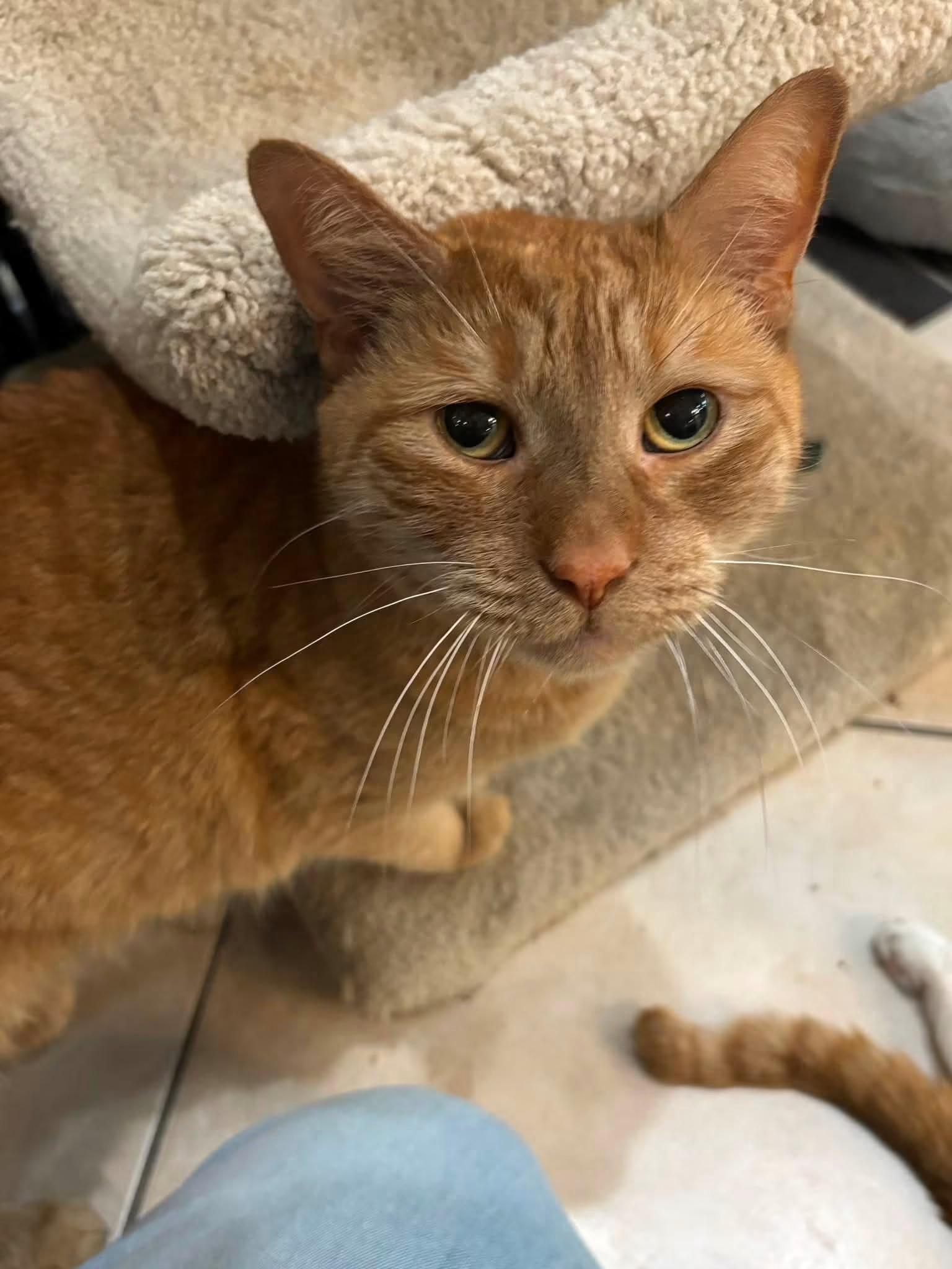 Enlarge Oliver, a Adoptable Domestic Short Hair in Plymouth, MA image 5/5