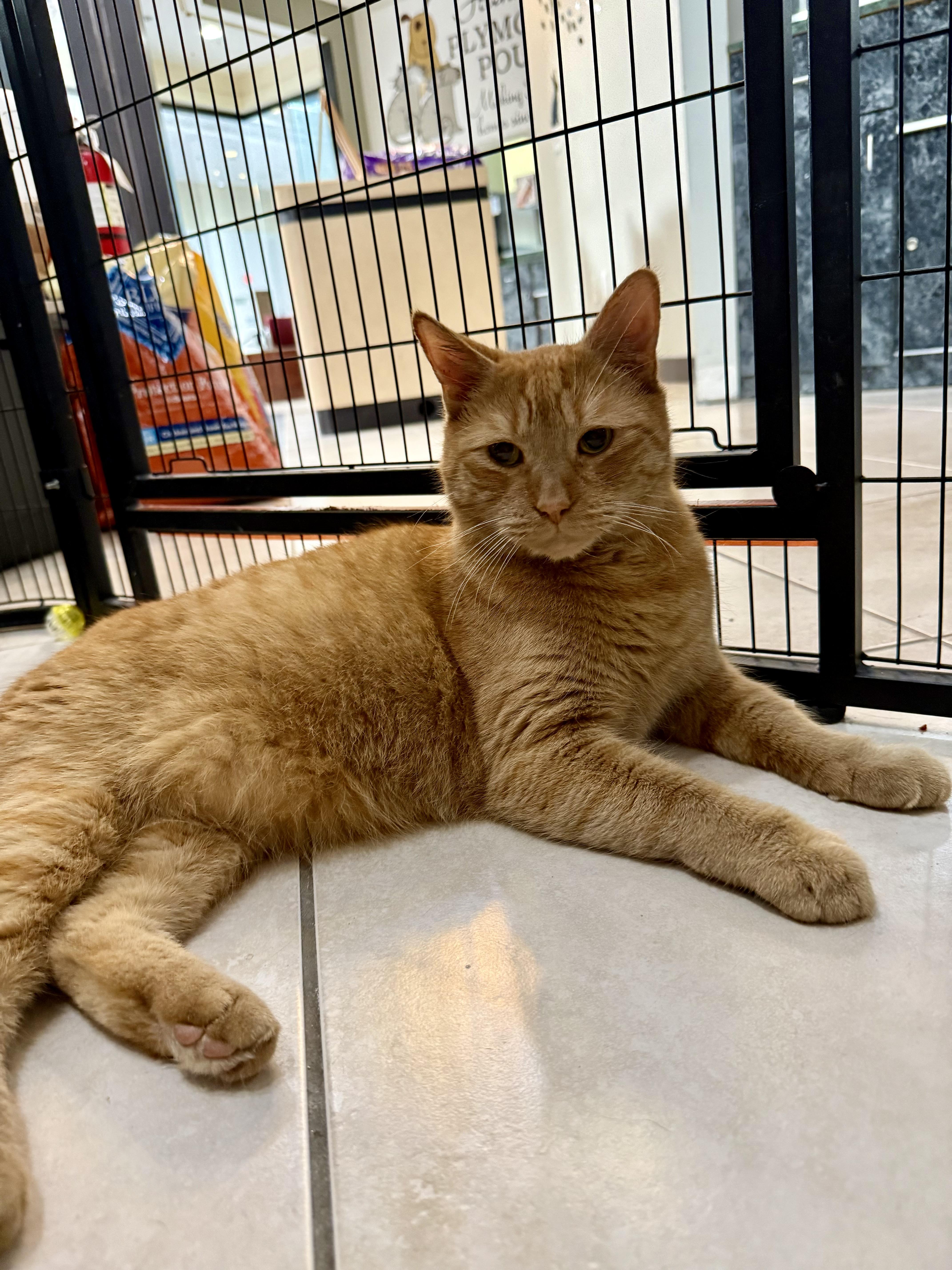 Oliver, Adoptable, Senior Male Domestic Short Hair.