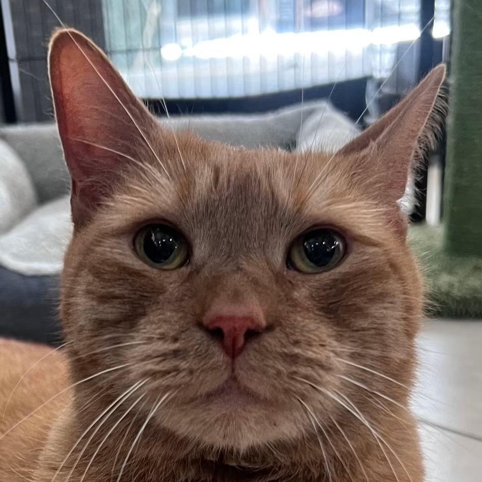 Oliver, ADOPTABLE, Senior Male Domestic Short Hair.