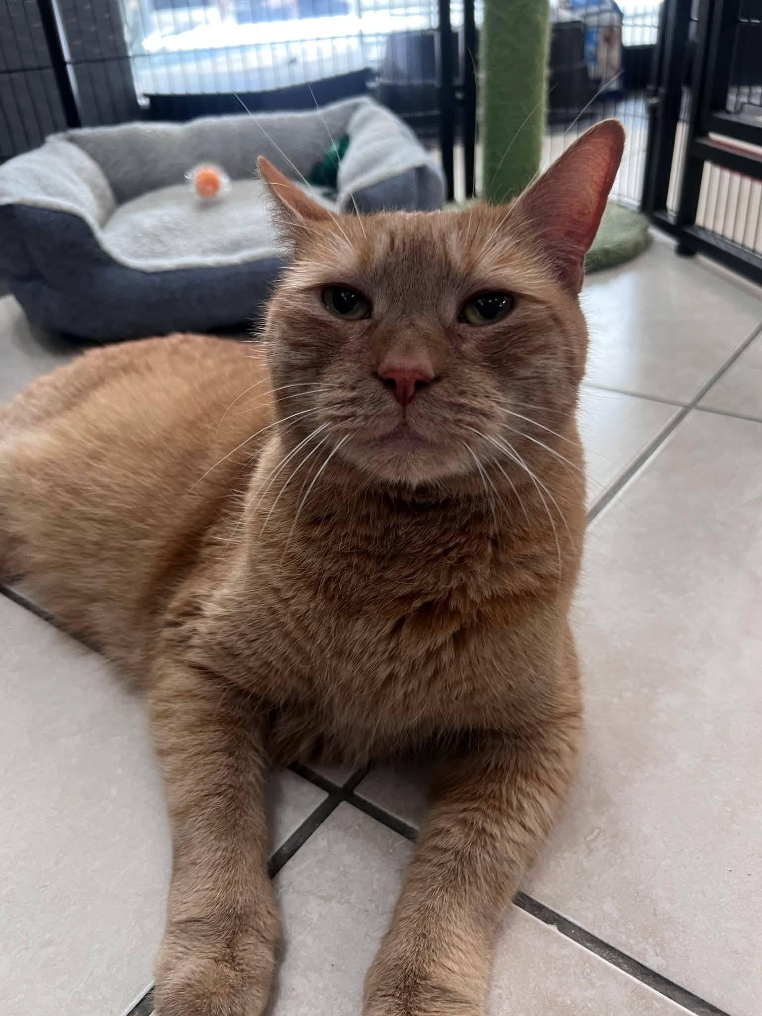 Enlarge Oliver, a Adoptable Domestic Short Hair in Plymouth, MA image 4/5