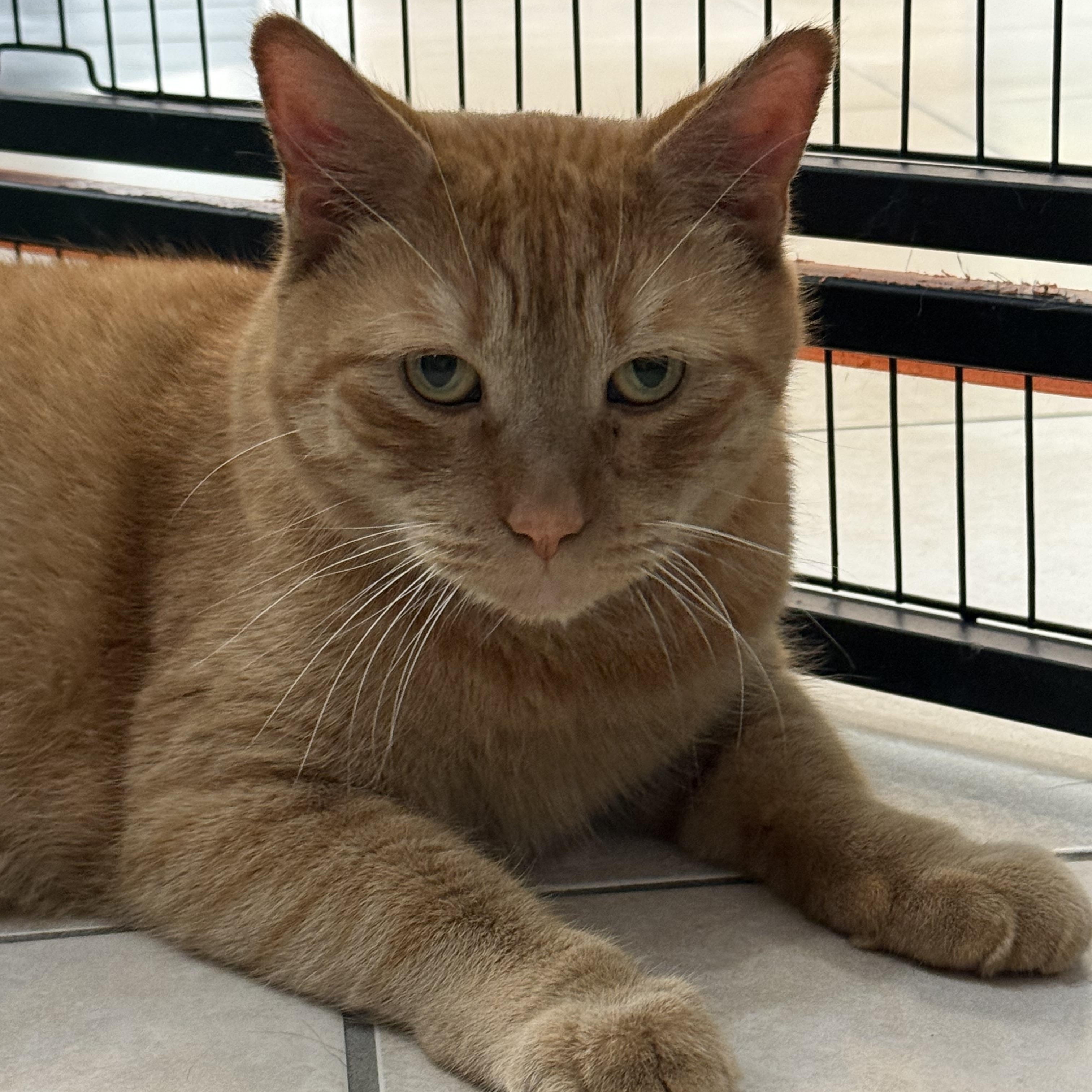 Enlarge Oliver, a Adoptable Domestic Short Hair in Plymouth, MA image 2/5