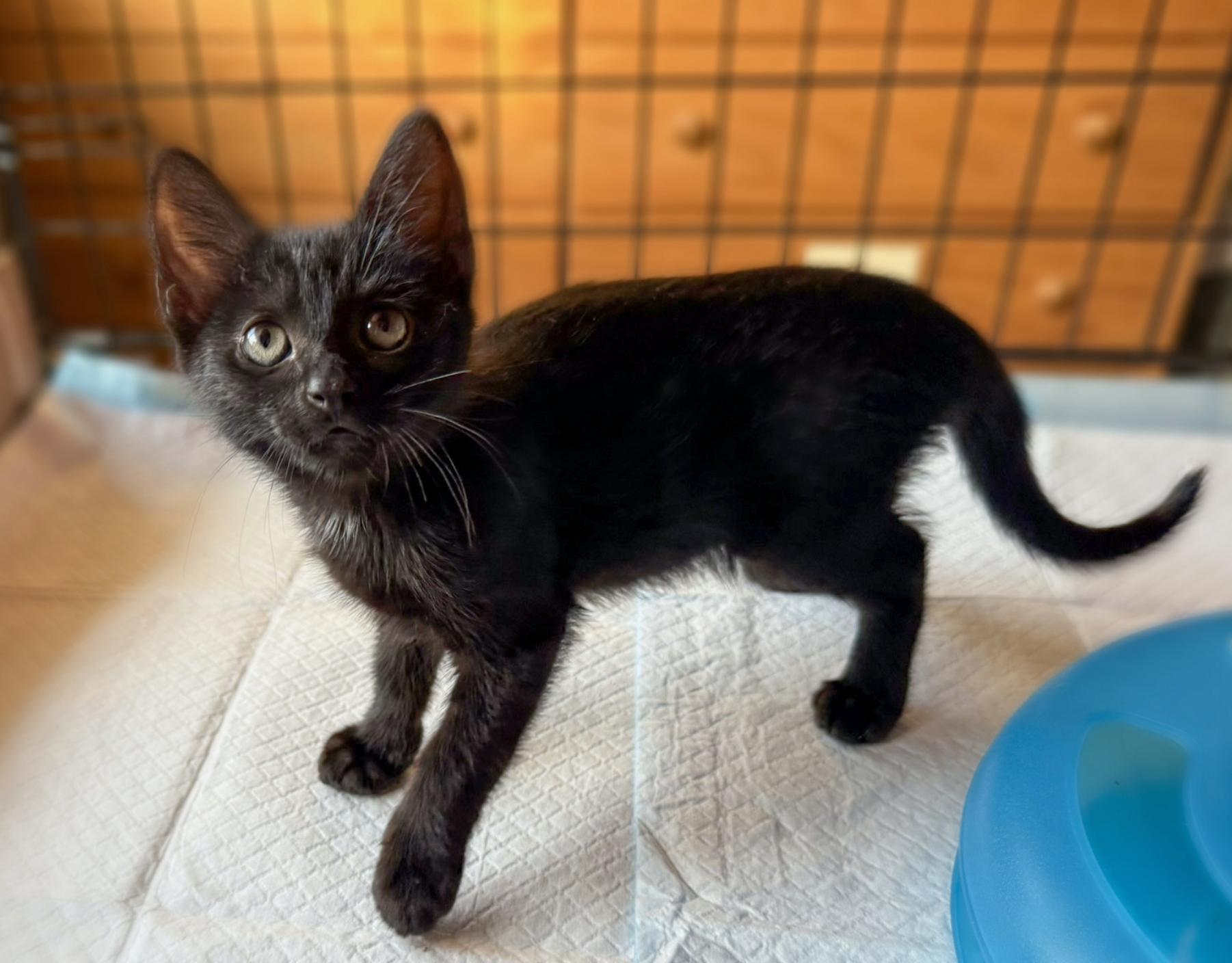 Little Dot, a ADOPTABLE Domestic Short Hair in Emeryville, CA image 2/4