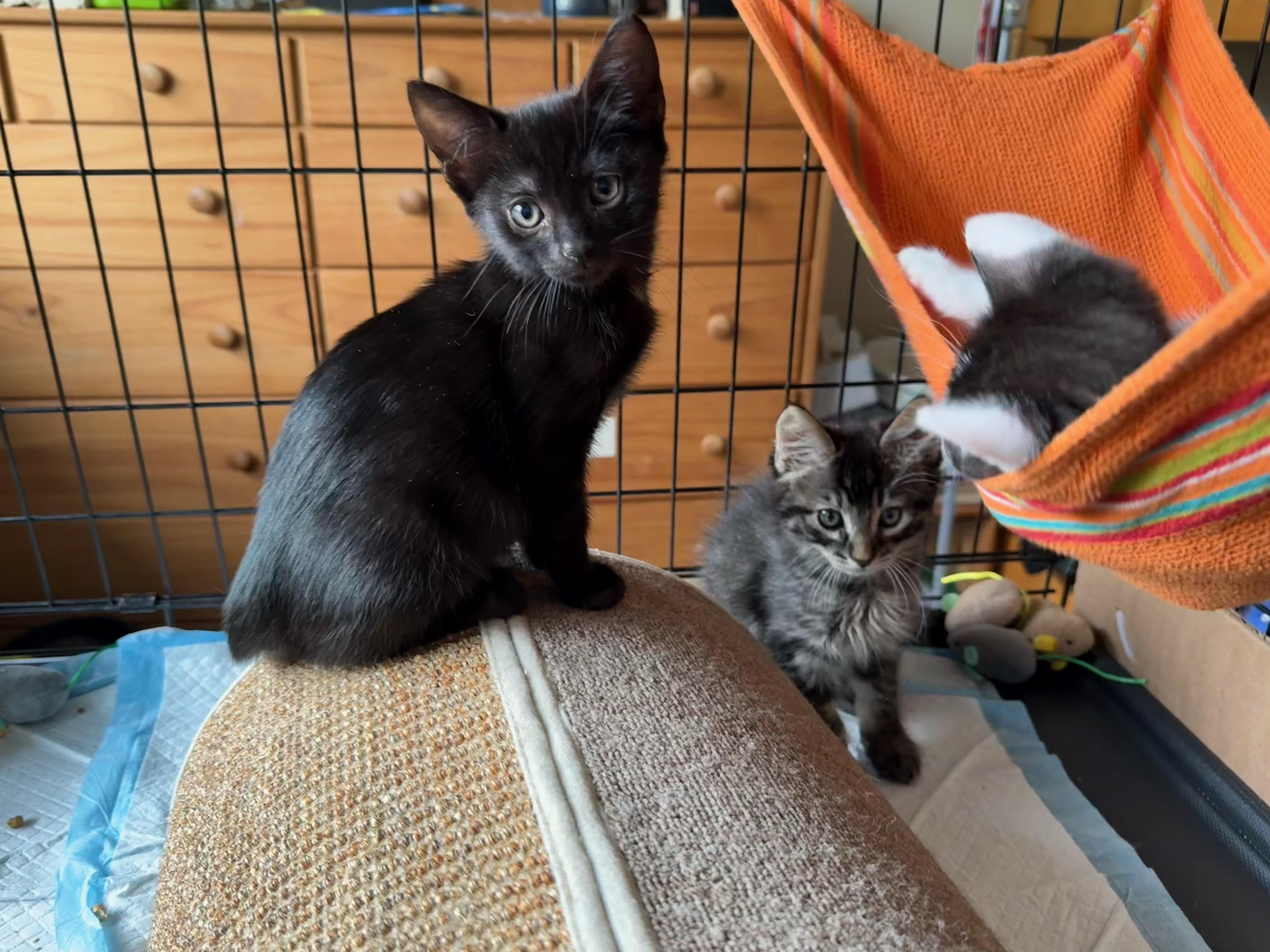 Little Dot, a ADOPTABLE Domestic Short Hair in Emeryville, CA image 3/4