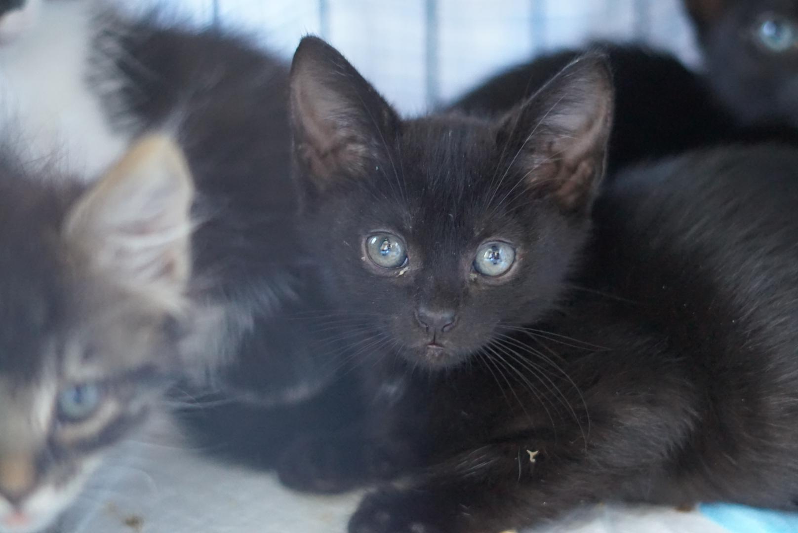 Little Dot, ADOPTABLE, Kitten Female Domestic Short Hair.