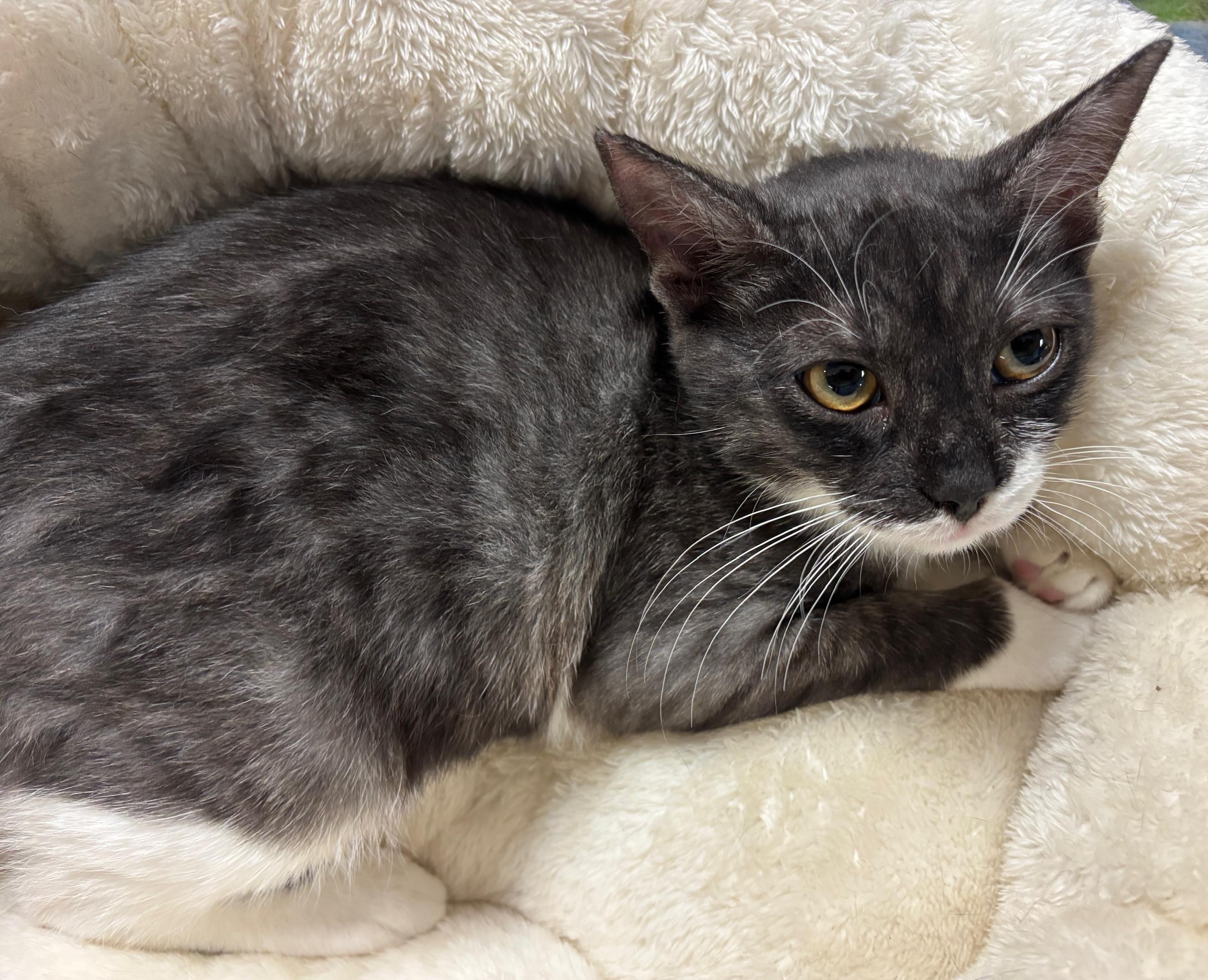 Mika, an adopted Domestic Short Hair in Honolulu, HI image 4/4