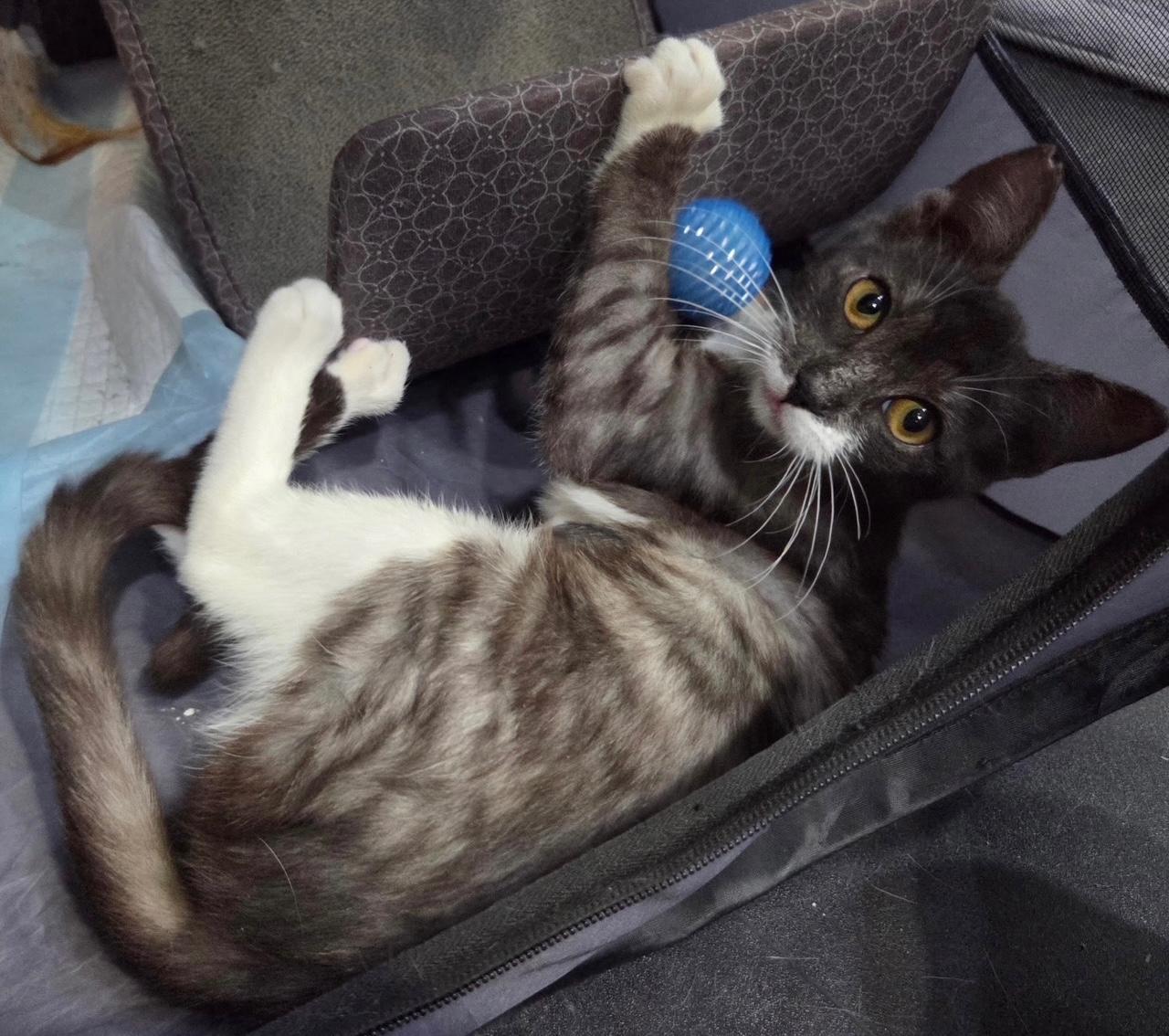 Mika, an adopted Domestic Short Hair in Honolulu, HI image 3/4