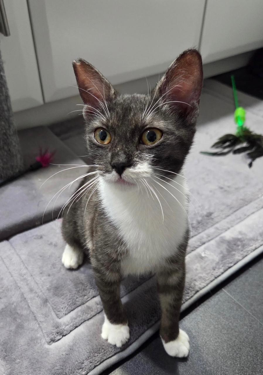 Mika, an adopted Domestic Short Hair in Honolulu, HI image 1/4