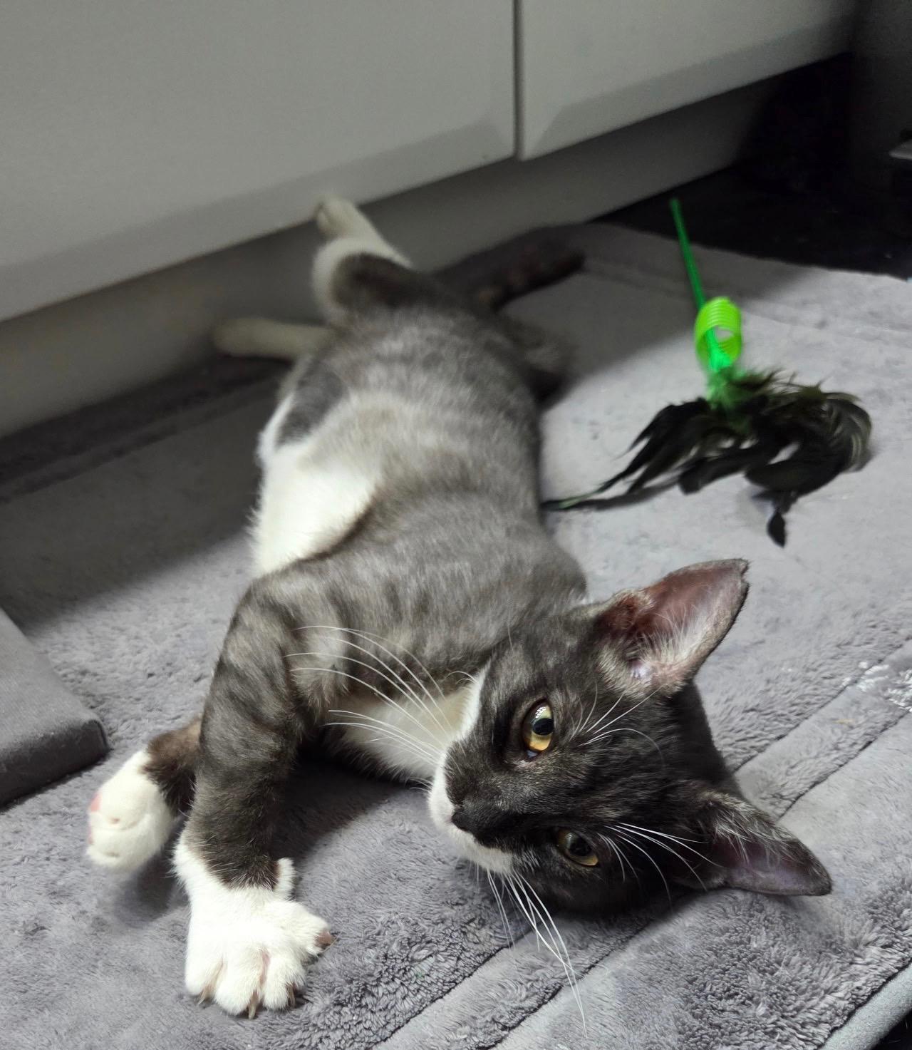 Mika, an adopted Domestic Short Hair in Honolulu, HI image 2/4