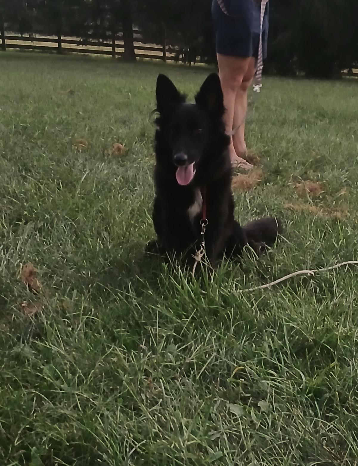 Nelli, Adoptable, Adult Female Border Collie.