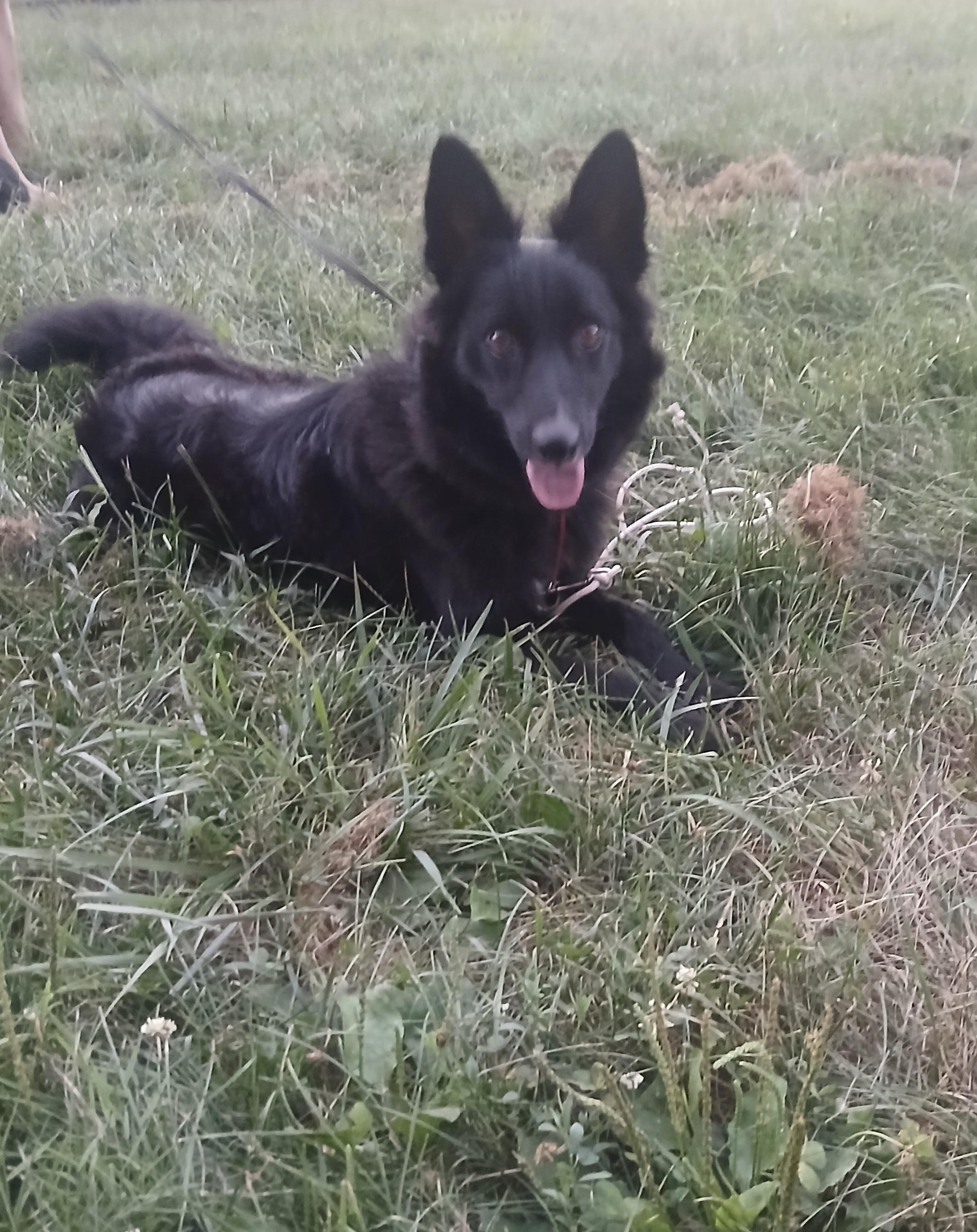 Nelli, a Adoptable Border Collie in Rockbridge Baths, VA image 2/6