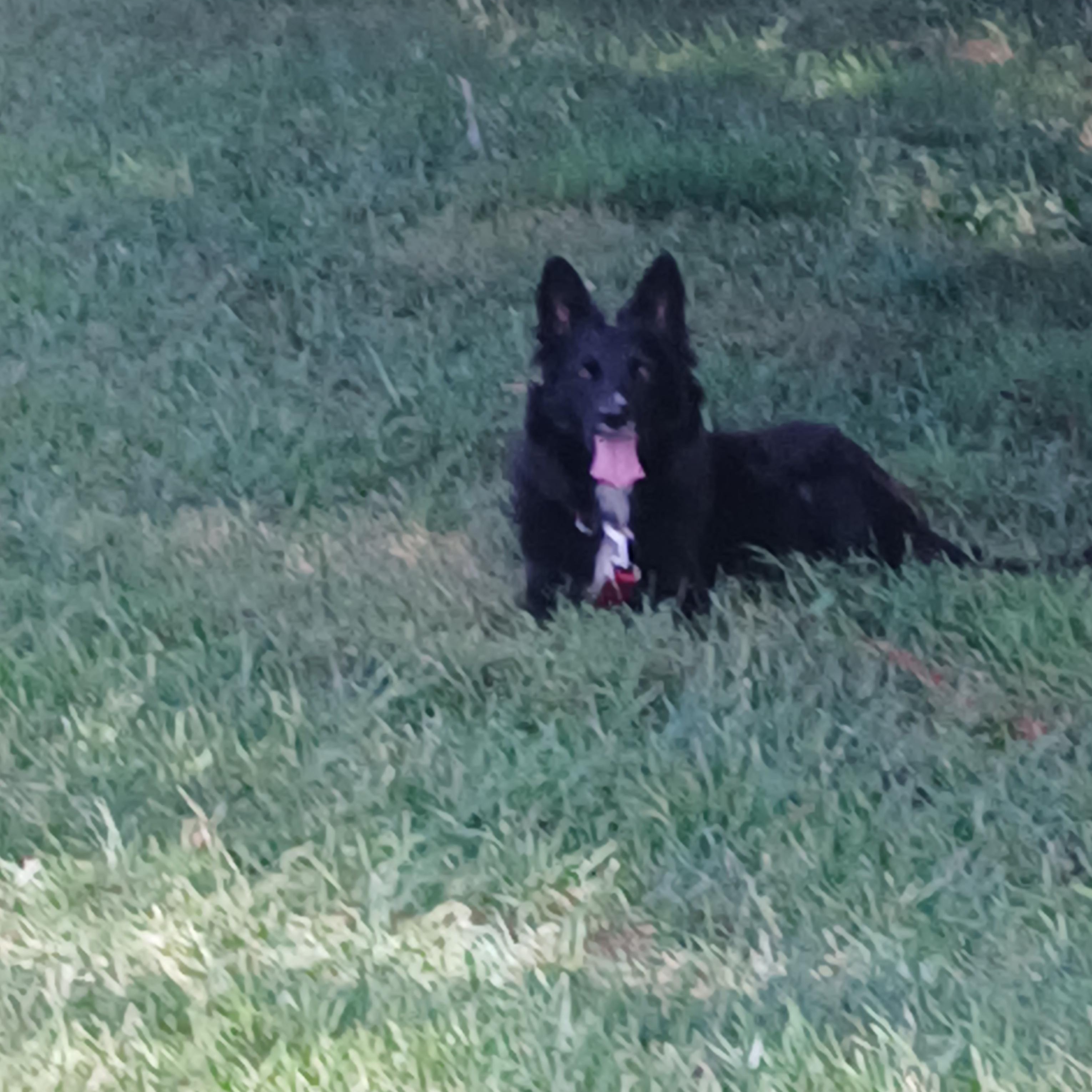 Nelli, a Adoptable Border Collie in Rockbridge Baths, VA image 3/6
