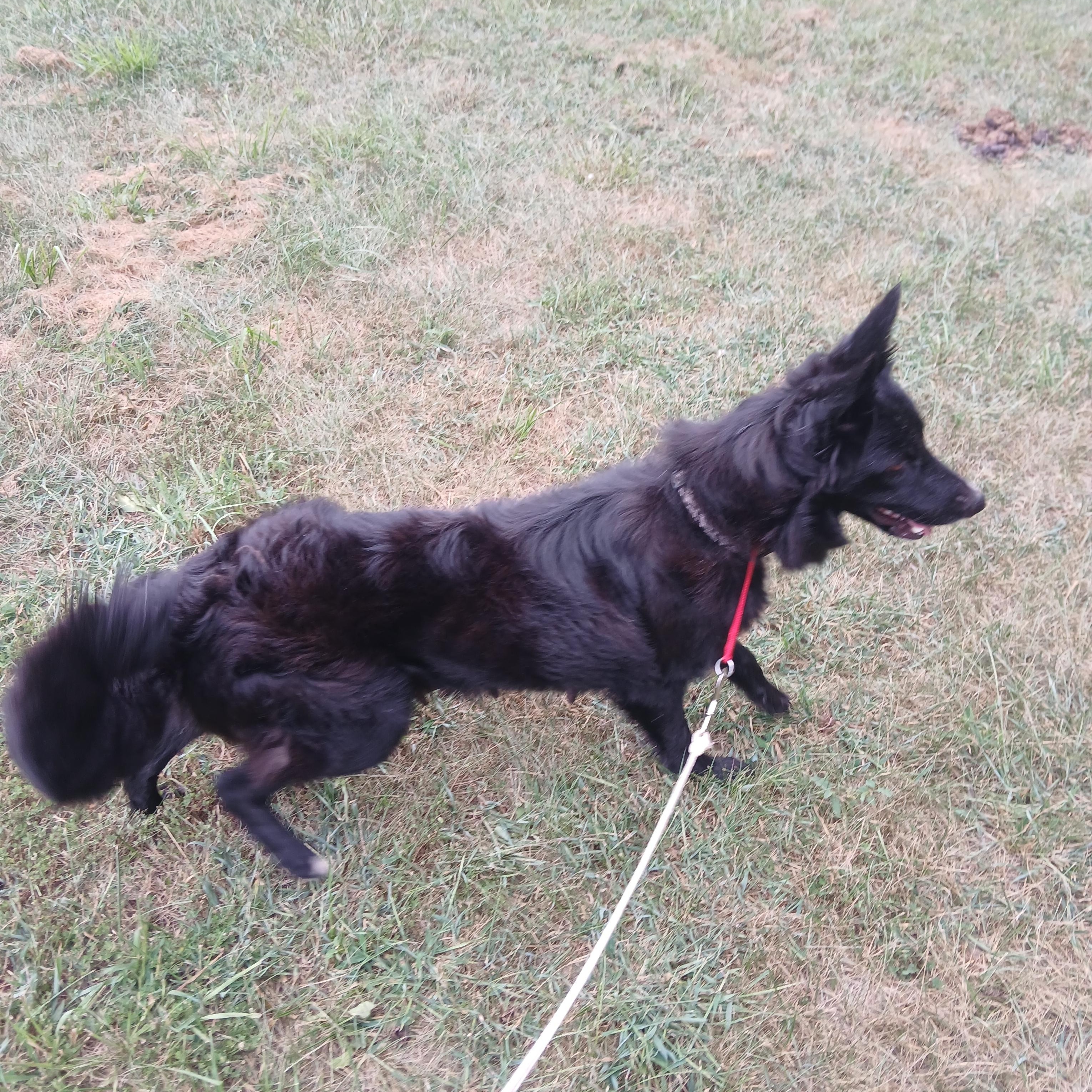 Nelli, a Adoptable Border Collie in Rockbridge Baths, VA image 4/6