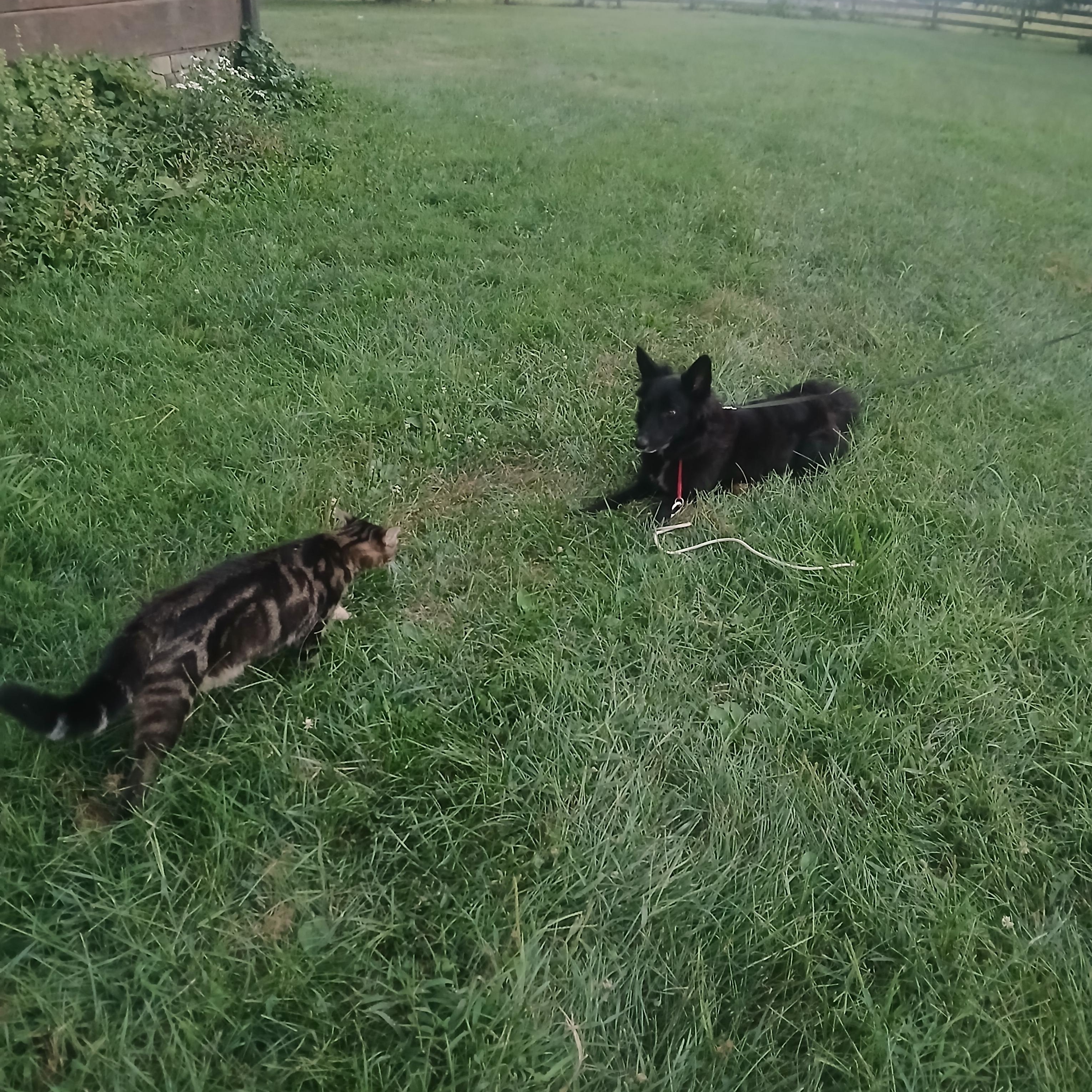 Nelli, a Adoptable Border Collie in Rockbridge Baths, VA image 5/6