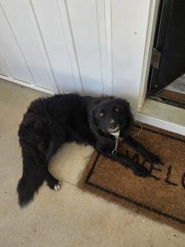 Nelli, a Adoptable Border Collie in Rockbridge Baths, VA image 6/6