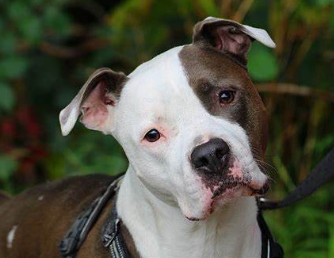 Enlarge Gypsy, a Adopted American Staffordshire Terrier in Lawrenceburg, TN image 1/1