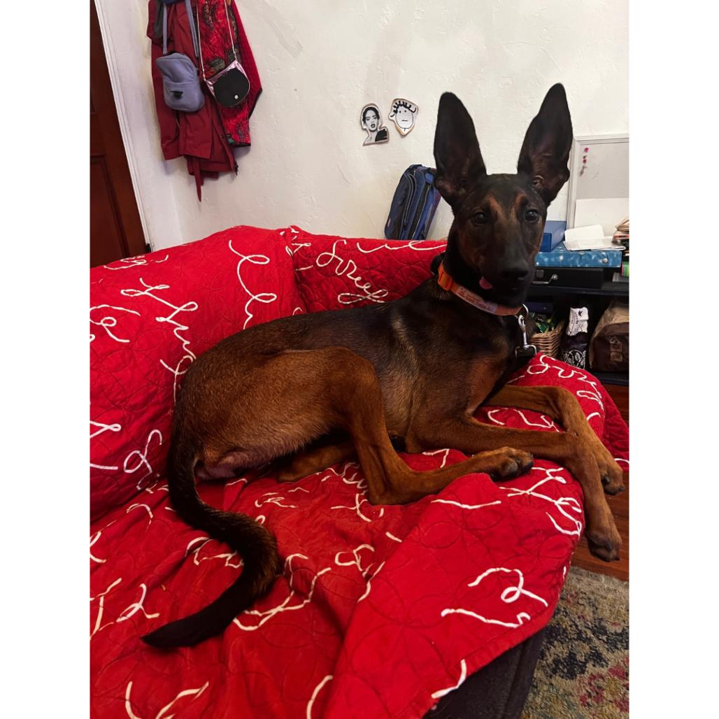 Laney, Adoptable, Young Female Doberman Pinscher & Mixed Breed.