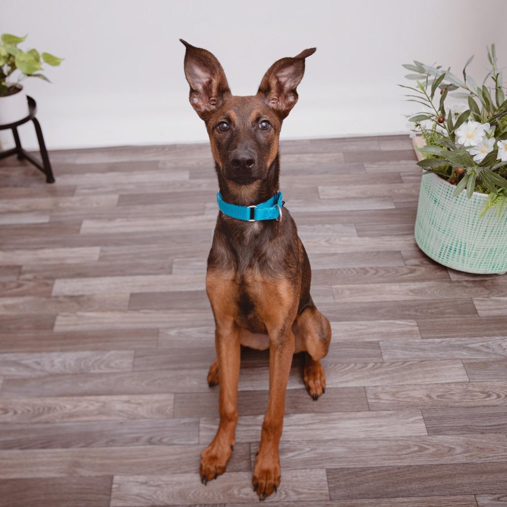 Enlarge Laney, a Adoptable mixed breed in Los Angeles, CA image 1/3