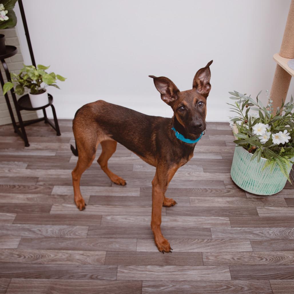 Enlarge Laney, a Adoptable mixed breed in Los Angeles, CA image 2/3