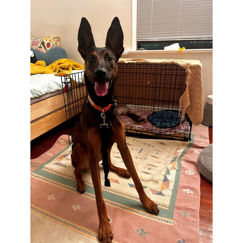 Enlarge Laney, a Adoptable mixed breed in Los Angeles, CA image 5/6