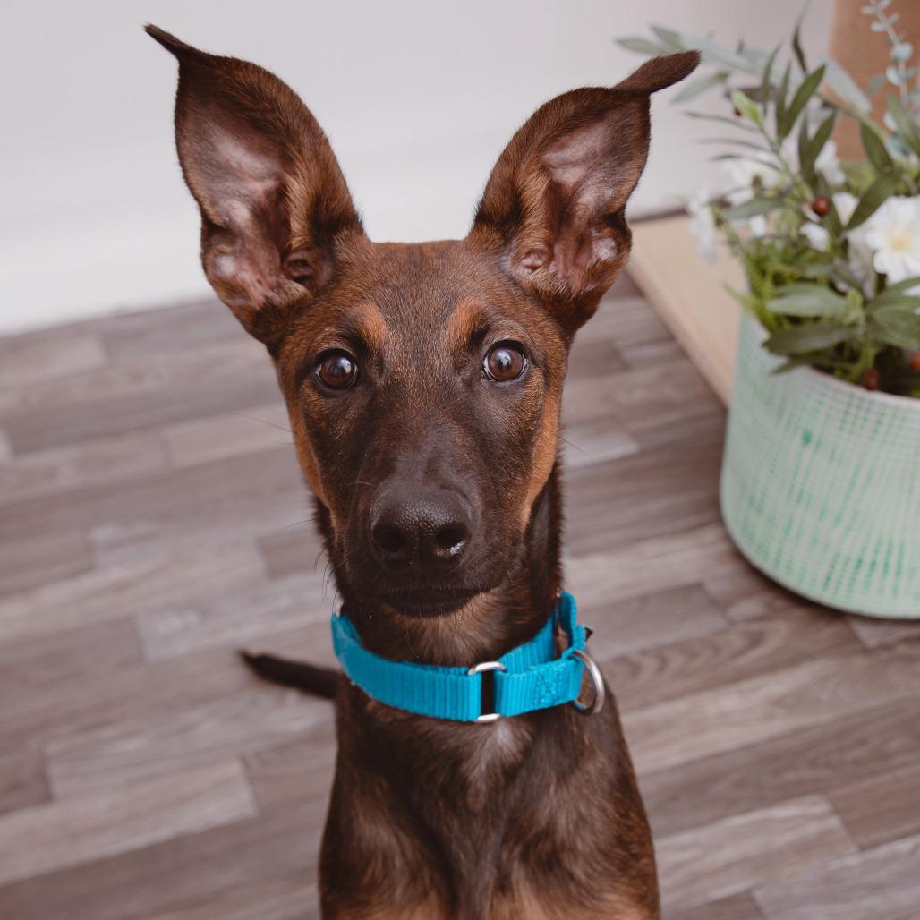 Enlarge Laney, a Adoptable mixed breed in Los Angeles, CA image 3/3