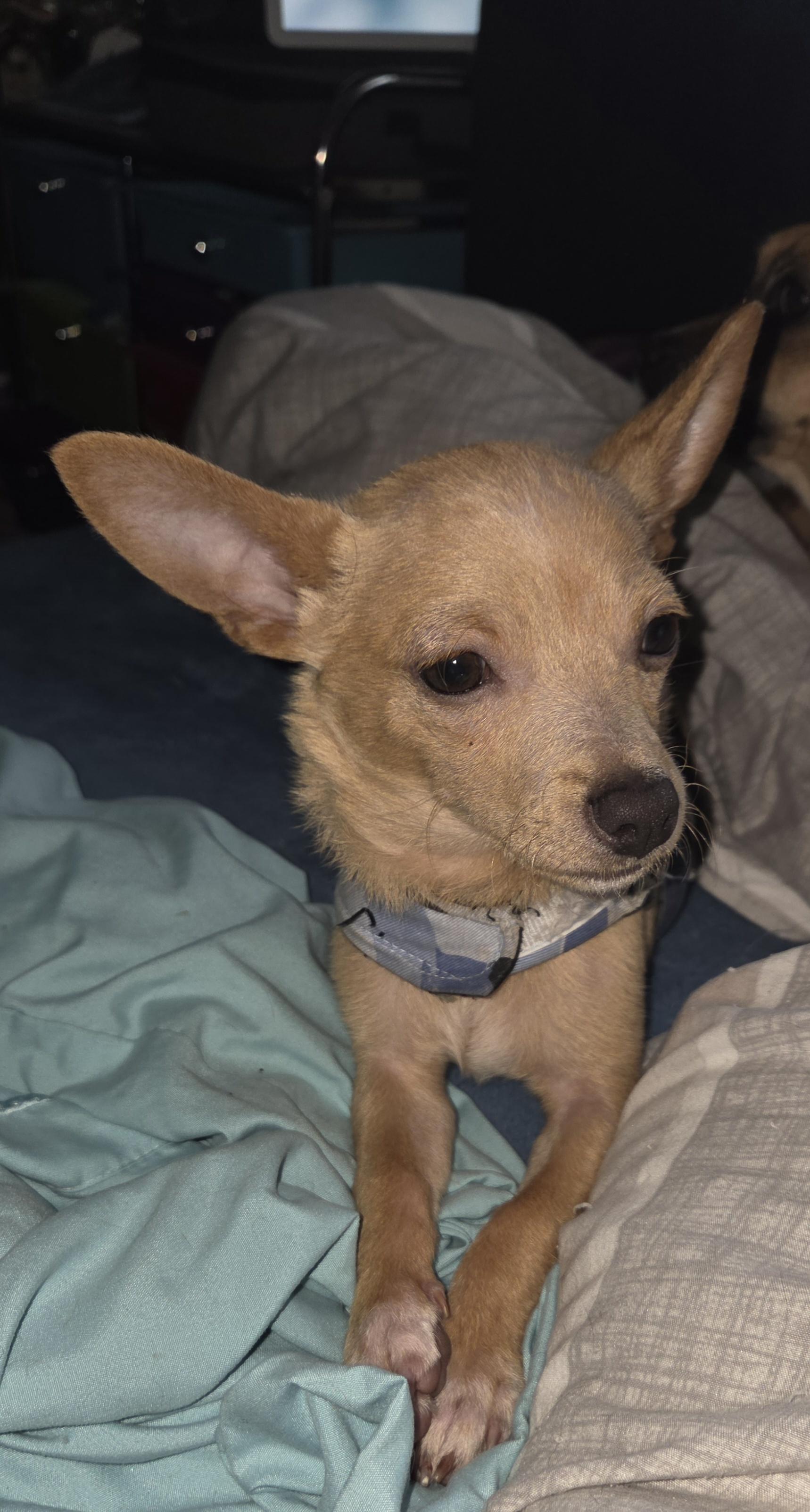 Enlarge Dash, a ADOPTABLE Chihuahua in Portland, OR image 5/5