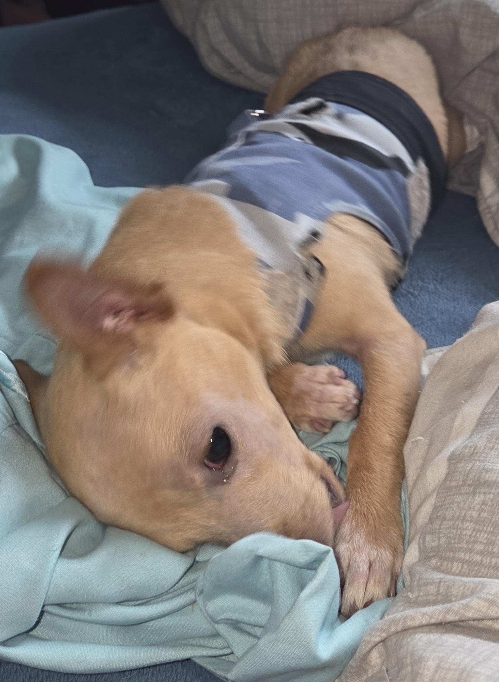 Enlarge Dash, a ADOPTABLE Chihuahua in Portland, OR image 2/5