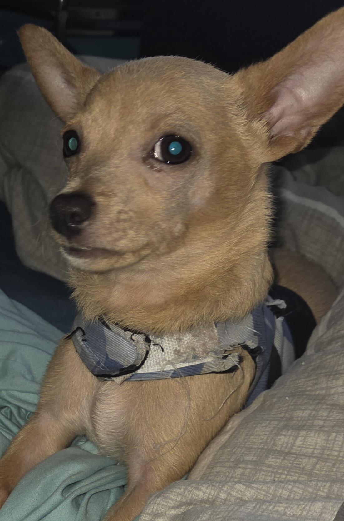 Enlarge Dash, a ADOPTABLE Chihuahua in Portland, OR image 1/5