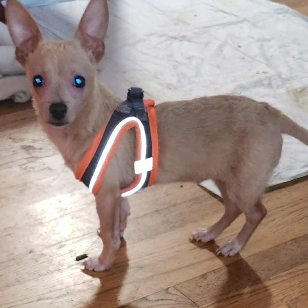 Enlarge Dash, a ADOPTABLE Chihuahua in Portland, OR image 4/5