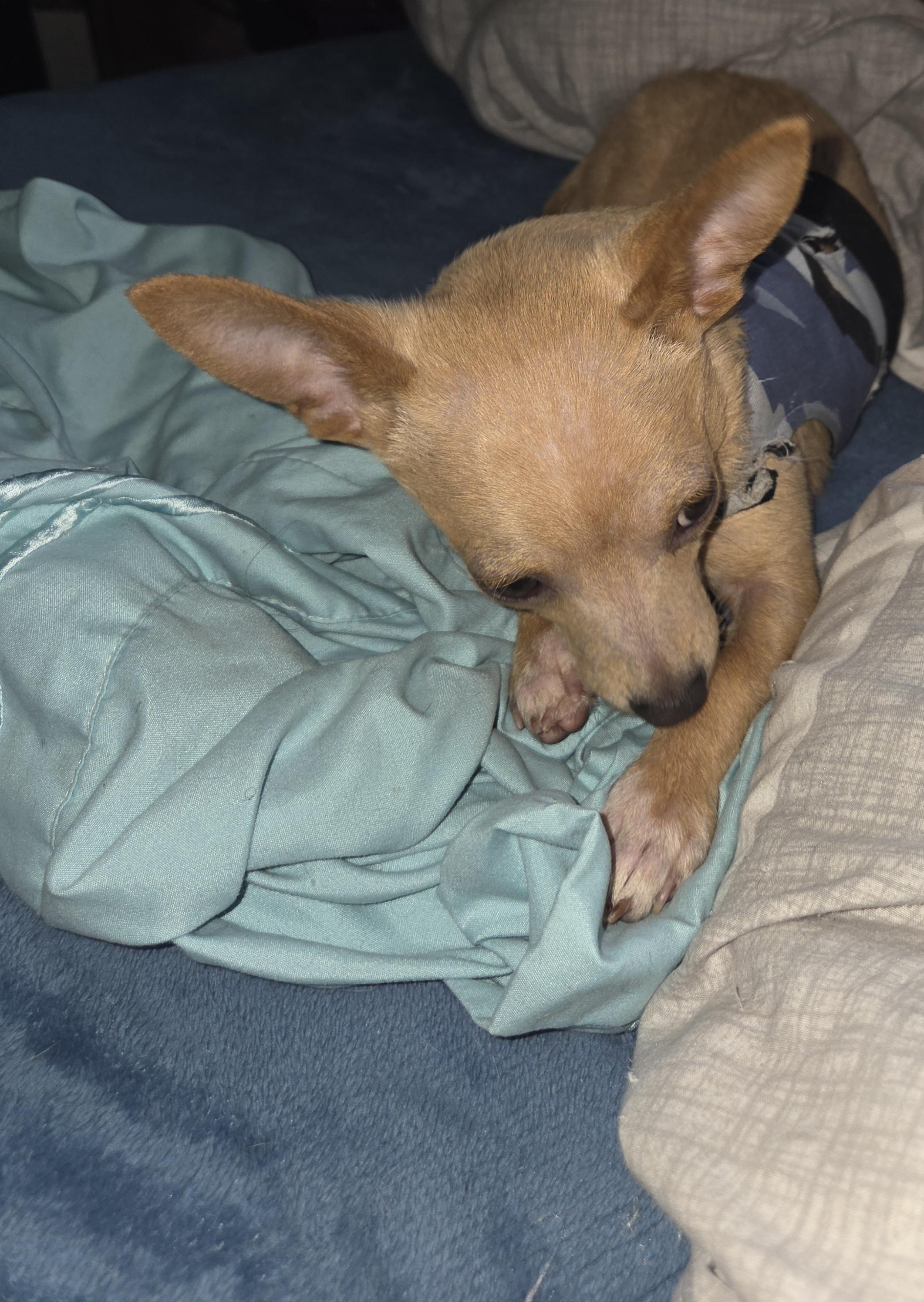 Enlarge Dash, a ADOPTABLE Chihuahua in Portland, OR image 3/5