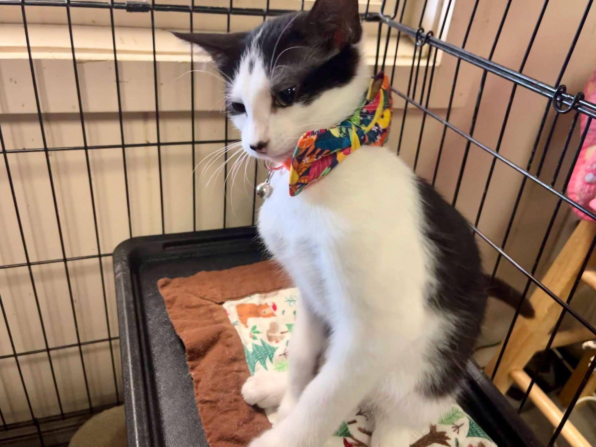 Oreo, Adoptable, Kitten Male Domestic Short Hair.