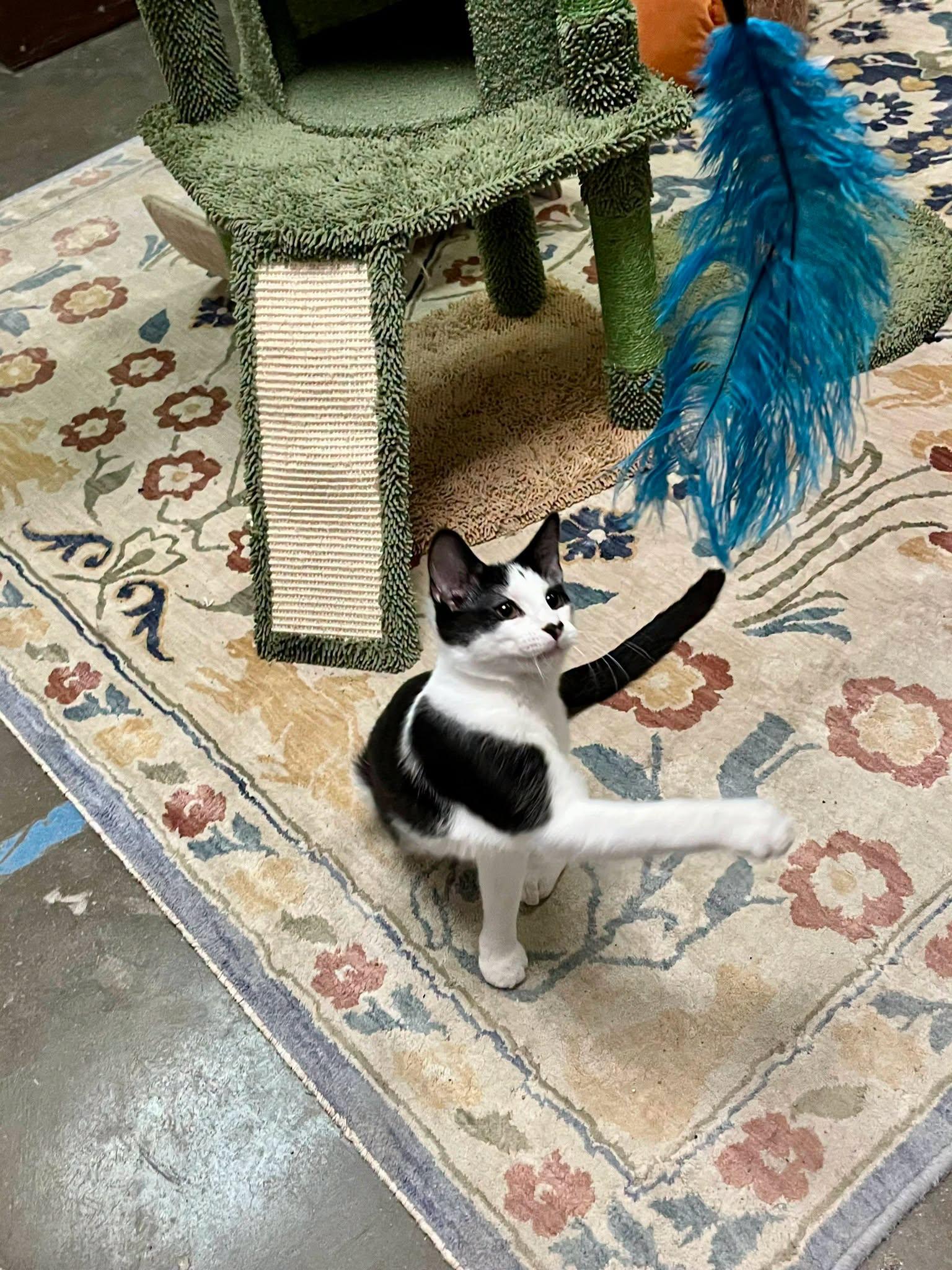 Enlarge Oreo, a Adoptable Domestic Short Hair in Leavenworth, KS image 2/2