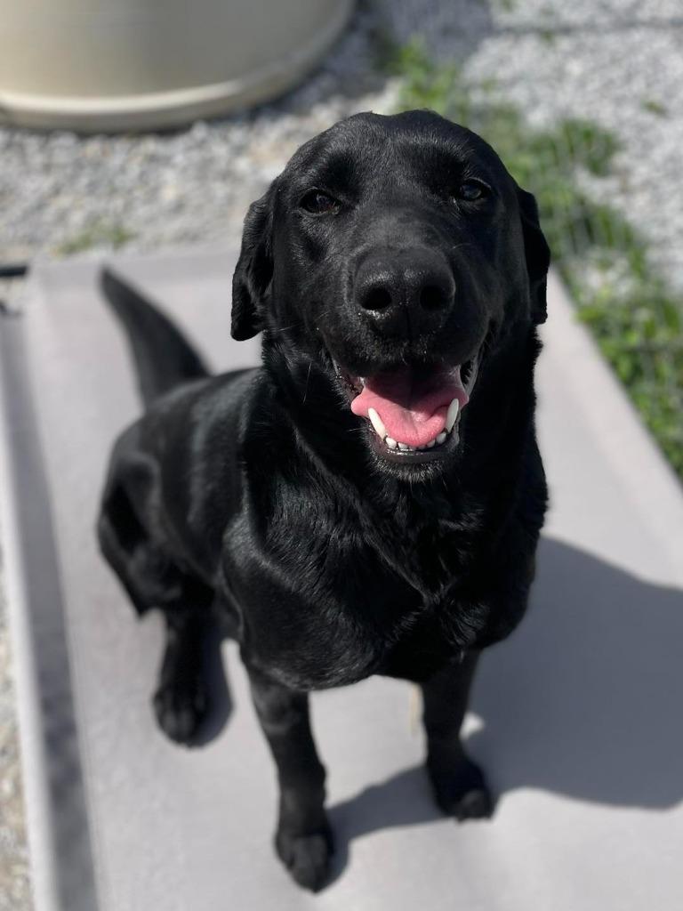 Lyric, ADOPTABLE, Adult Female Black Labrador Retriever.