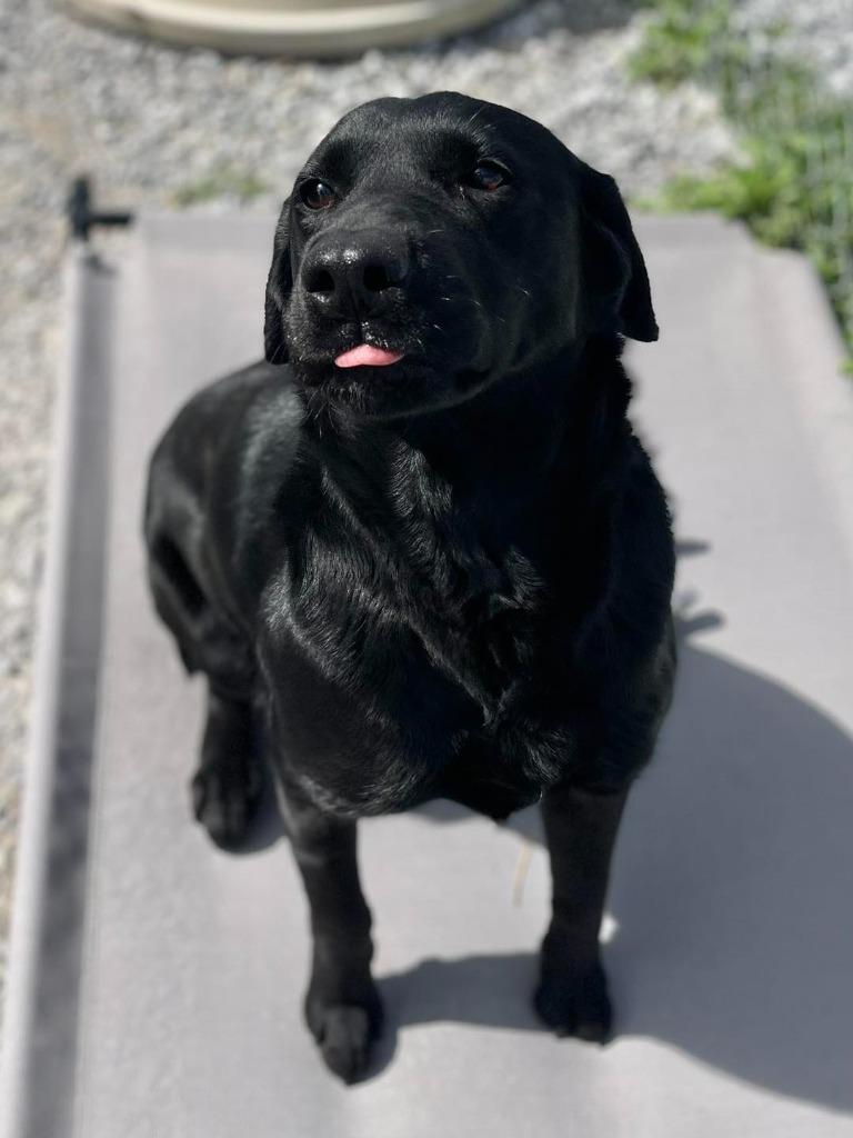 Enlarge Lyric, a ADOPTABLE Black Labrador Retriever in Calhoun, KY image 2/3